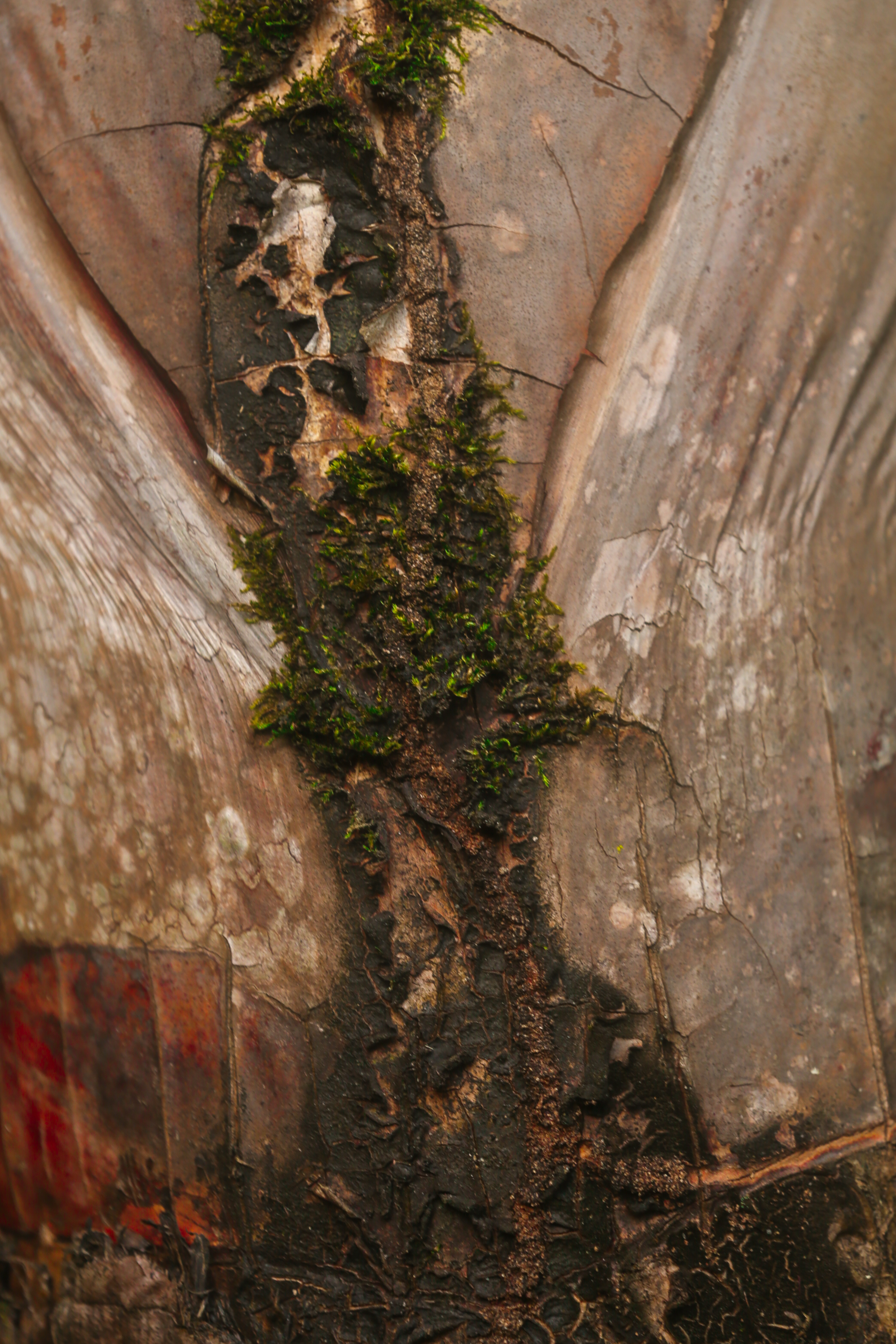 Natural Tree Bark