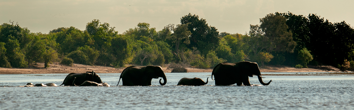 7 Days Hwange National Park, Victoria Falls, Zambia & Botswana Safari Tour