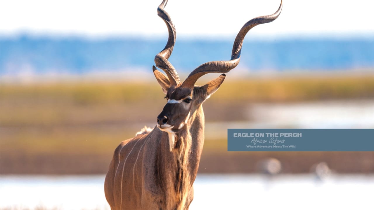 7 Days Hwange National Park, Victoria Falls, Zambia & Botswana Safari Tour