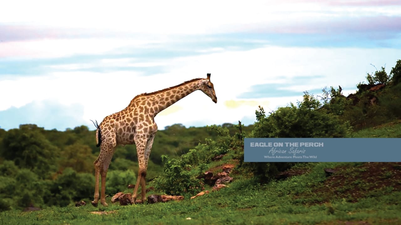 4 Days Victoria Falls, Chobe National Park (Botswana) & Hwange National Park Safari Tour