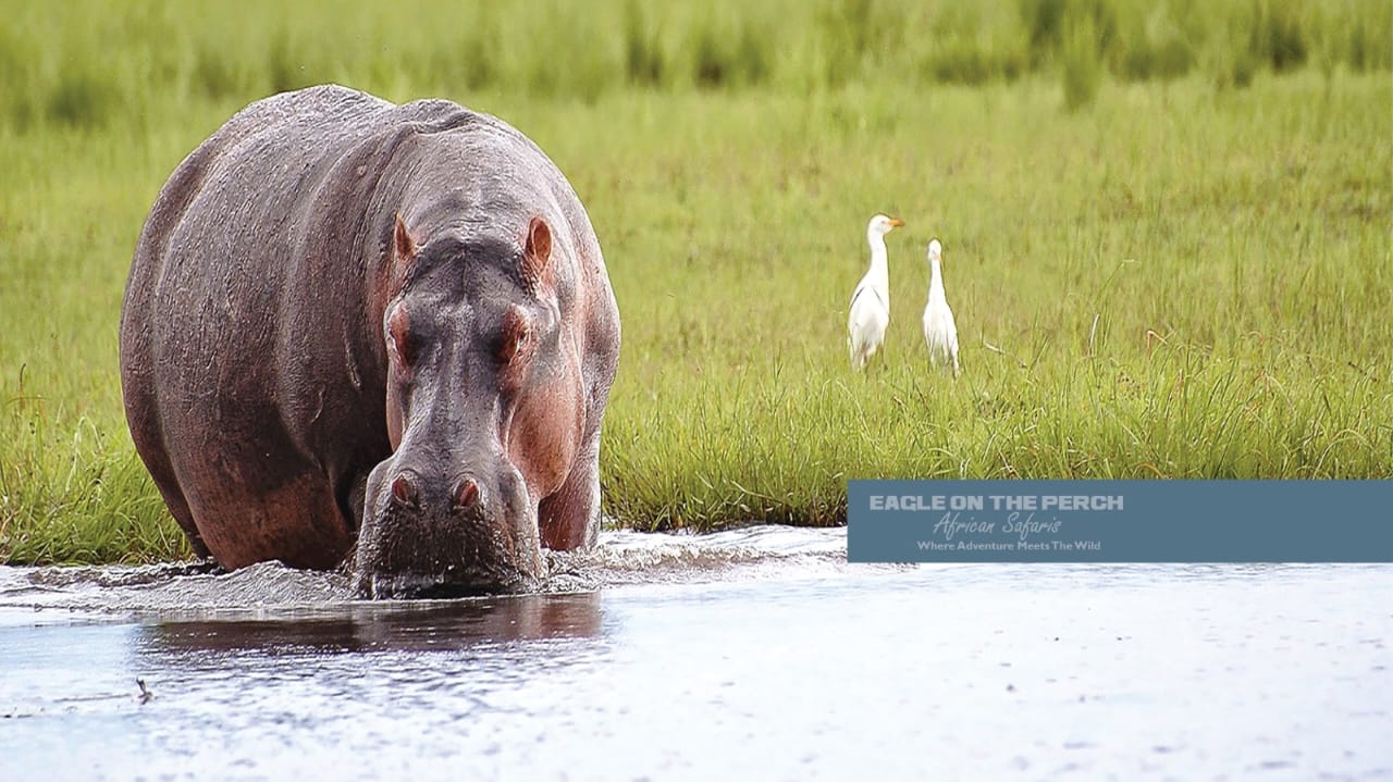 5 Days Victoria Falls, Chobe National Park & Livingstone Town Tour Package