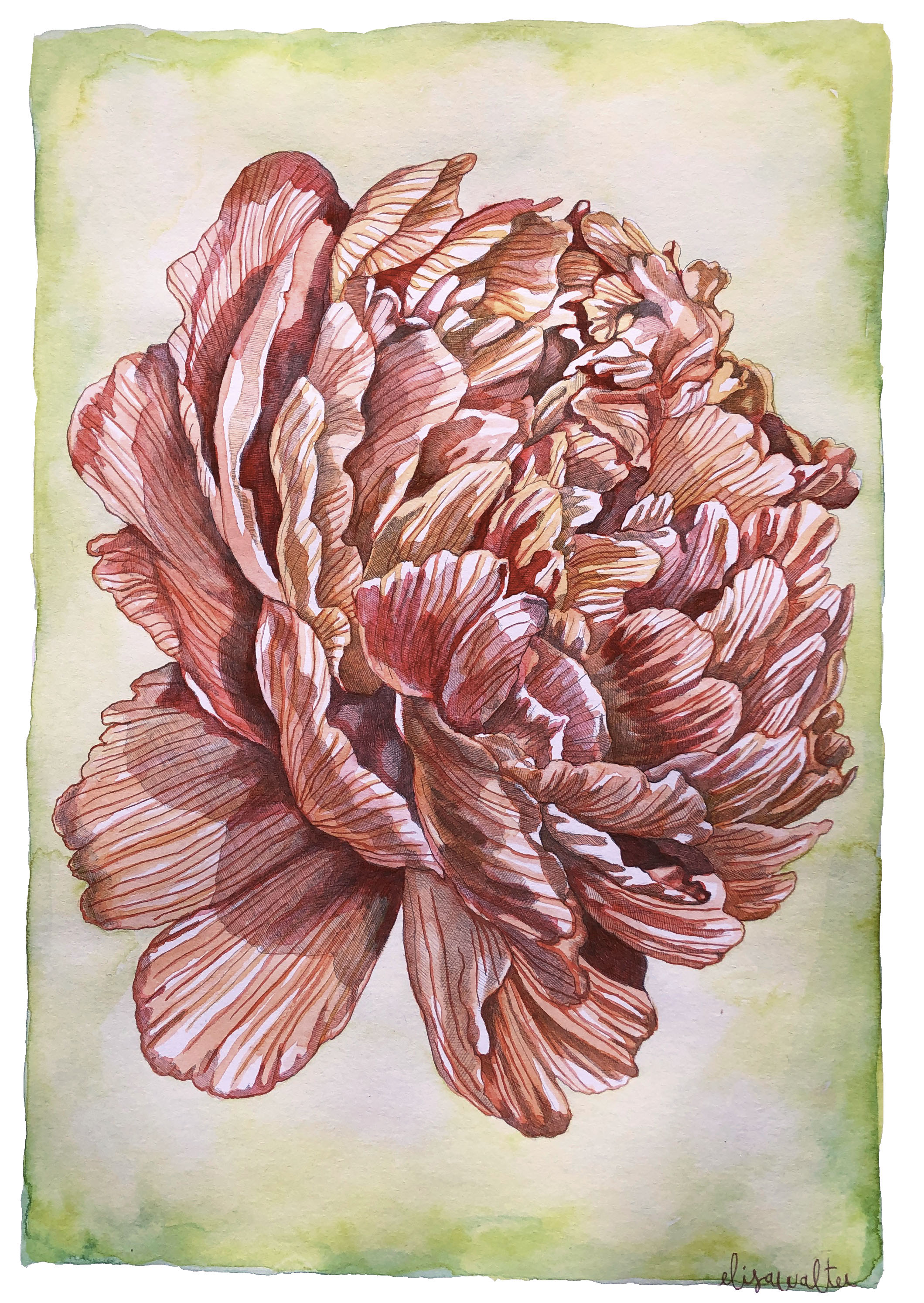 'Pivoine' Fine Art Giclée Print