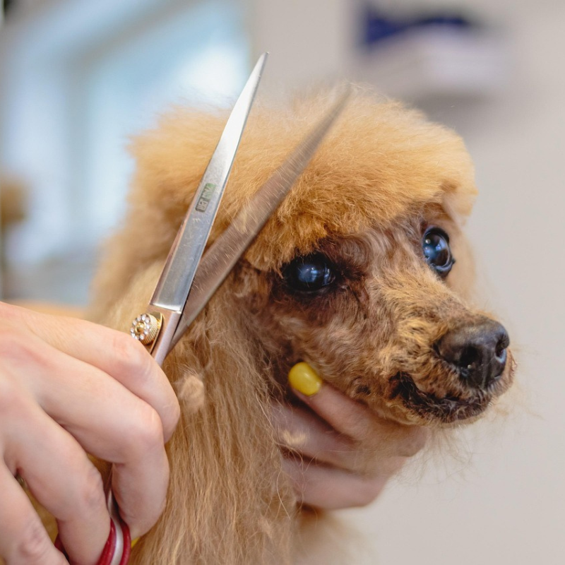 Dog Grooming Scissors Sharpening