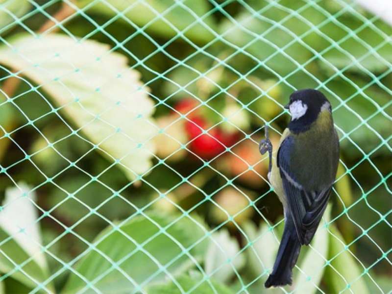 Mallas Anti Pájaros #48 - Rollo 200m