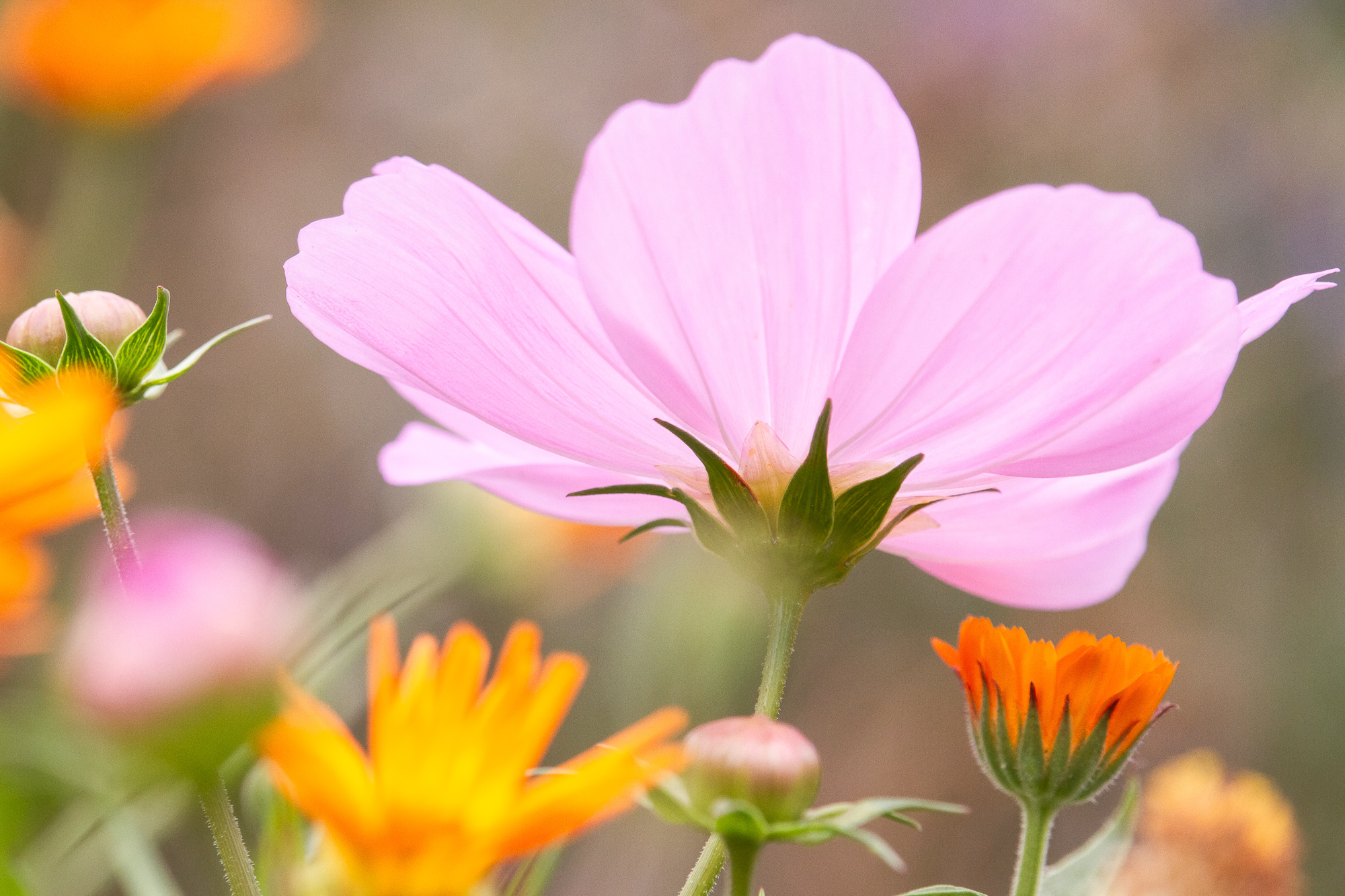Petals Of Serenity