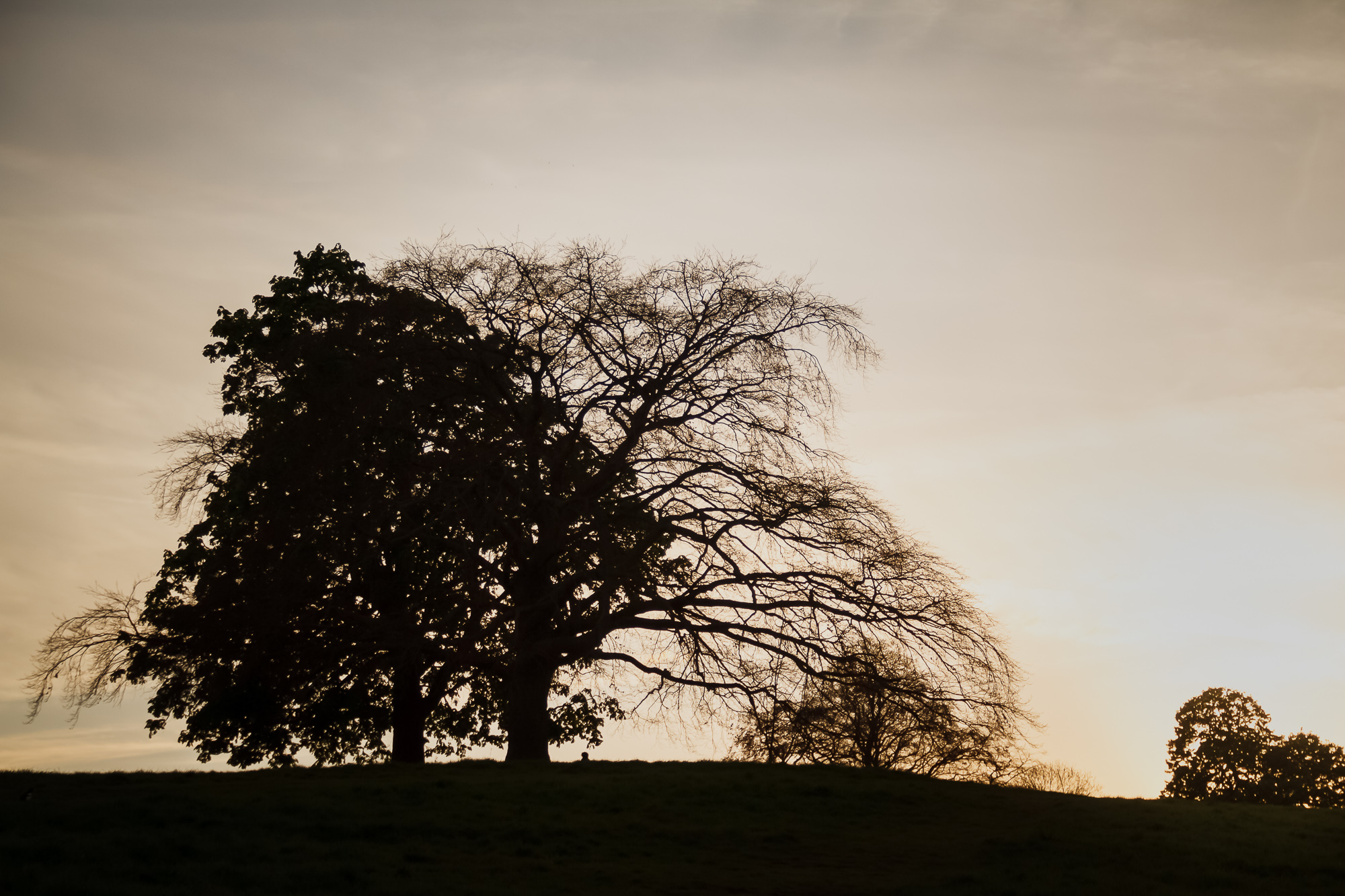 Golden Hour's Embrace
