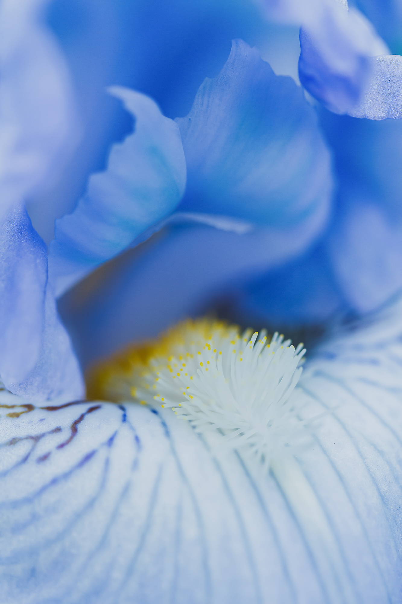 Celestial Elegance