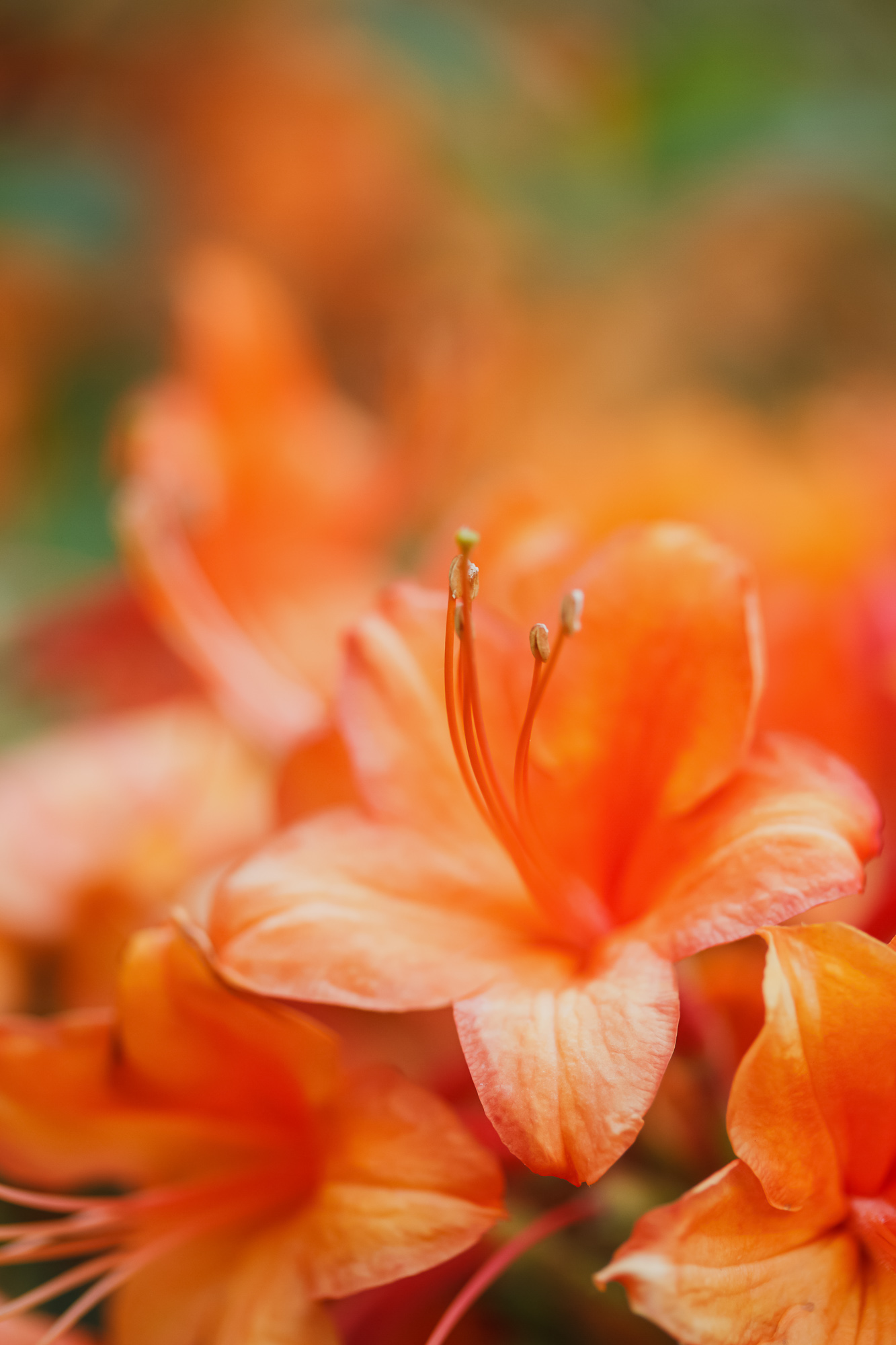 Tangerine Delight