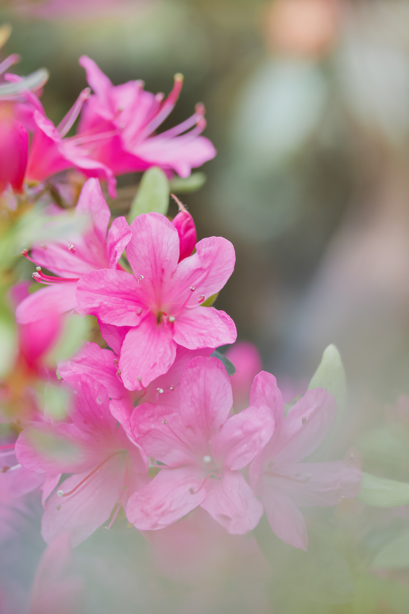 Brushstrokes Of Fire And Fuchsia