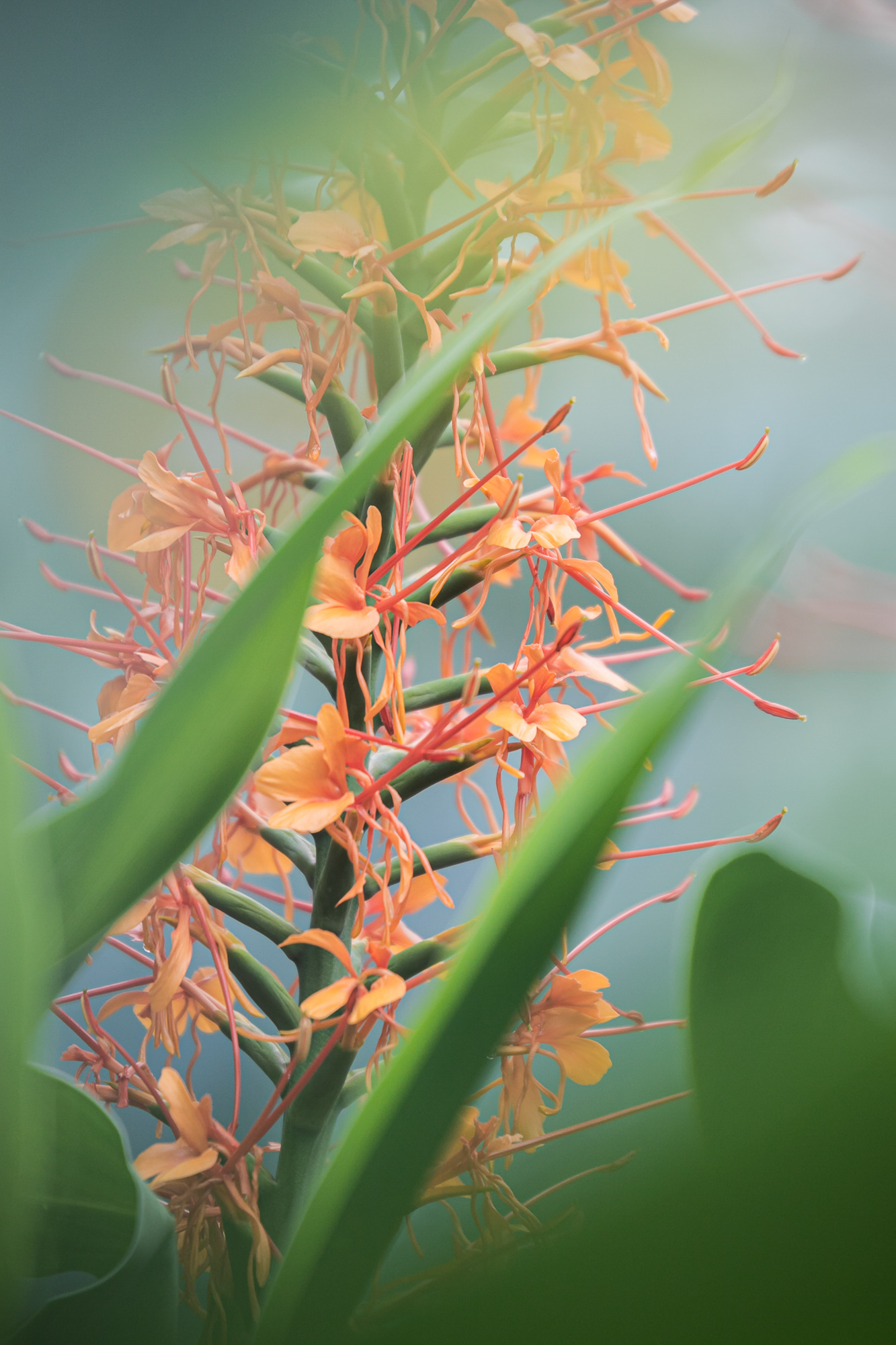 Fiery Whisper