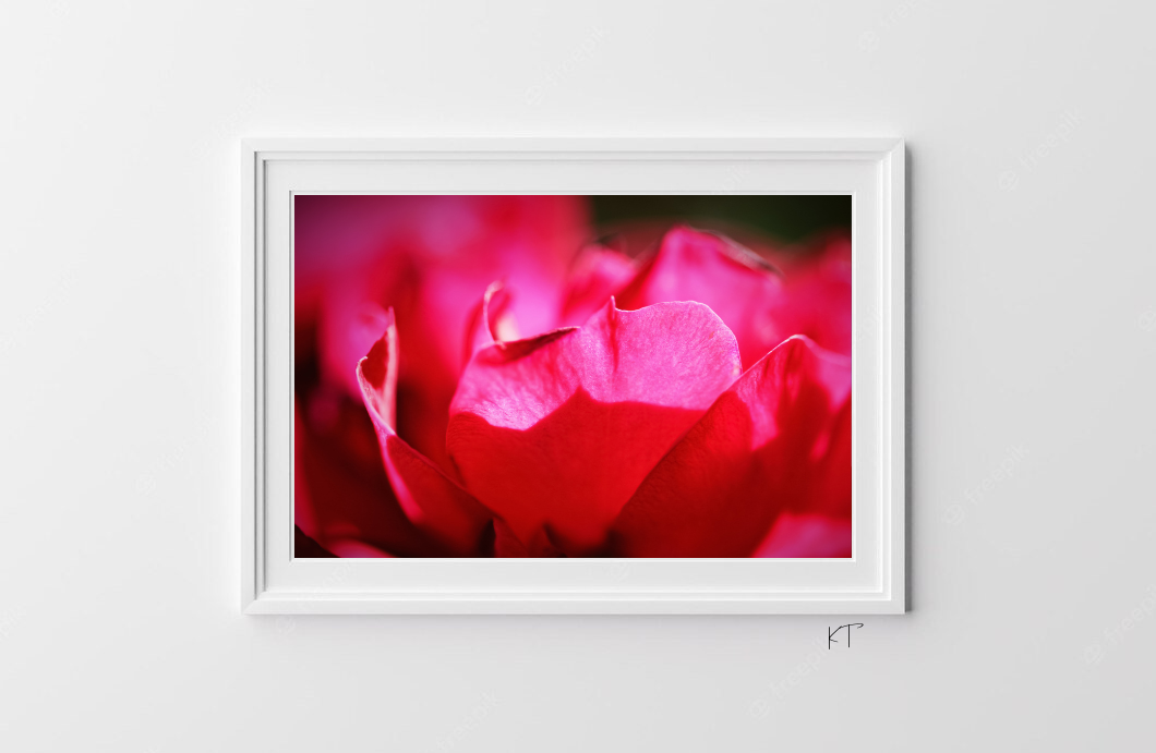 Fuchsia Glow