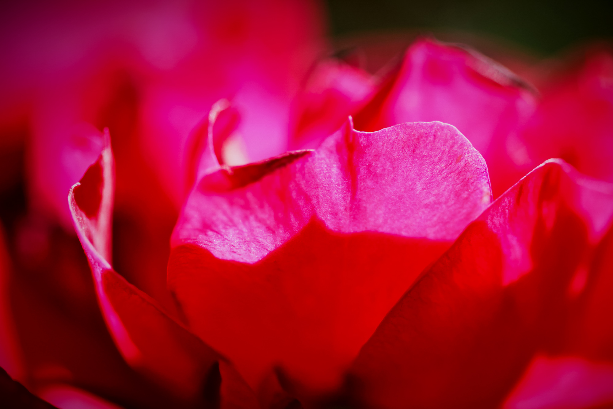 Fuchsia Glow