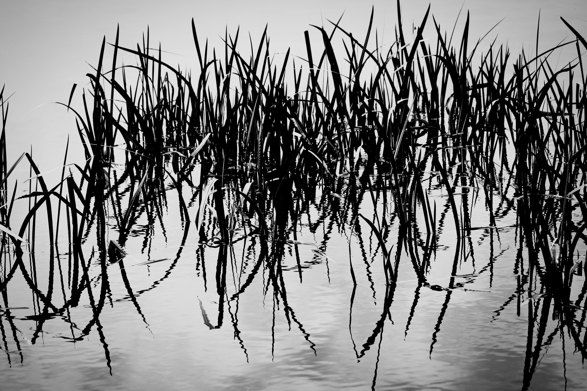 Mirrored Shapes
