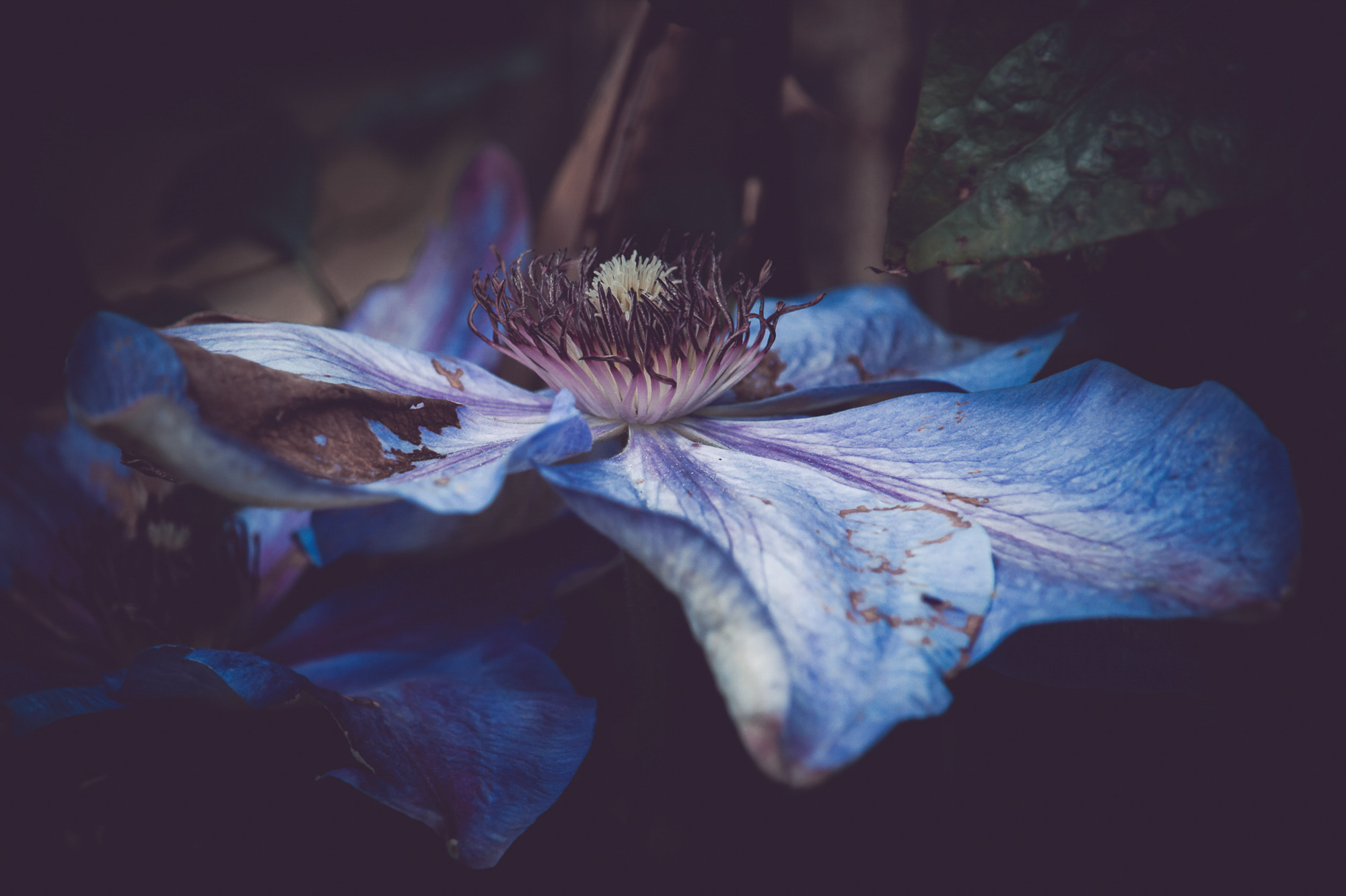 Indigo Serenade