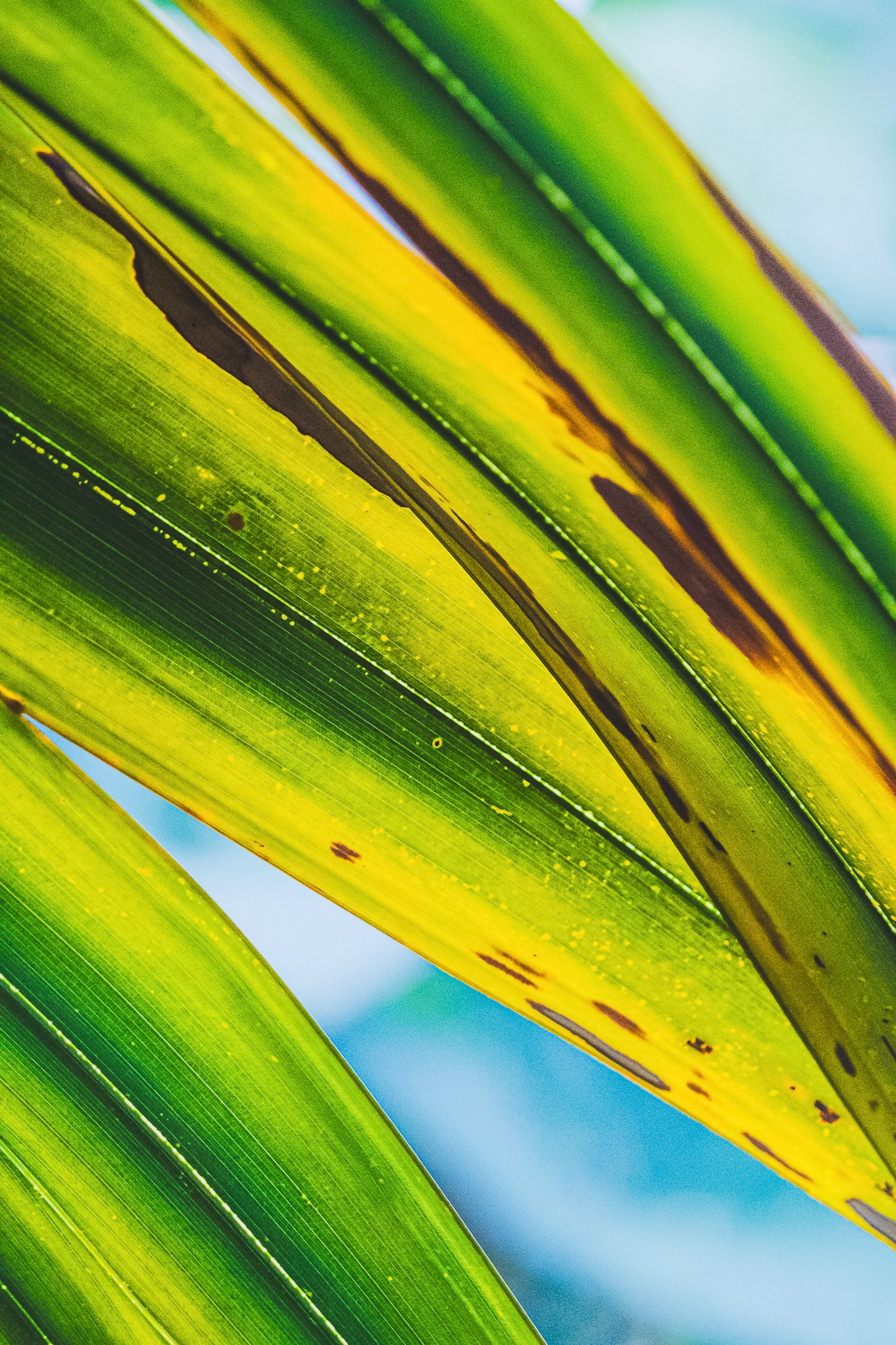 Sunlit Patterns