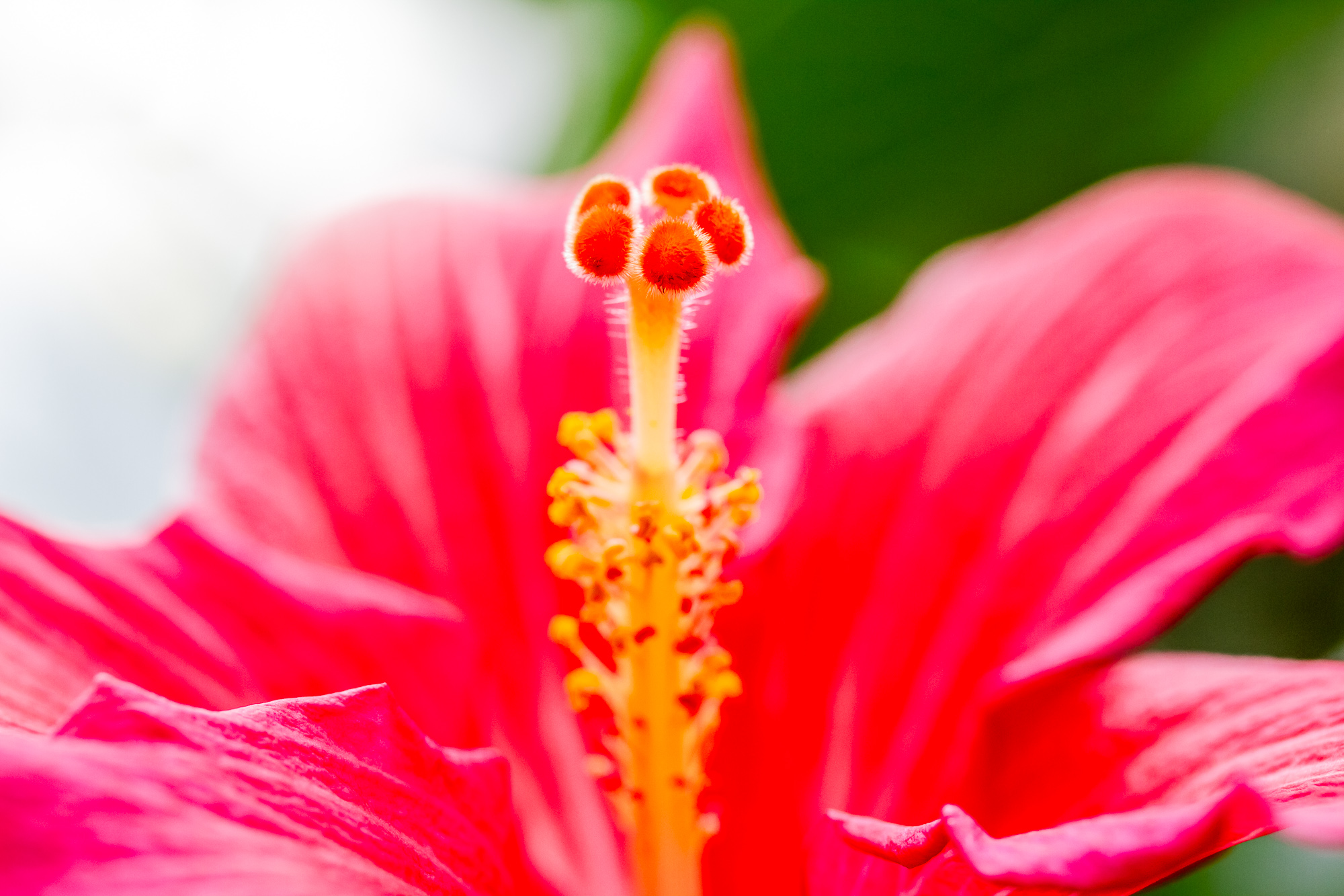 Through The Petal Gate