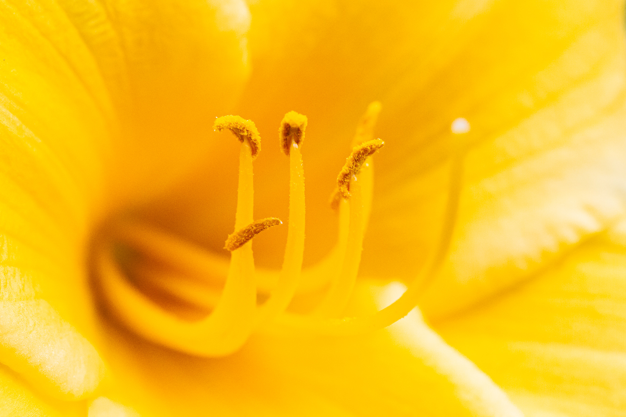 Luminous Grace