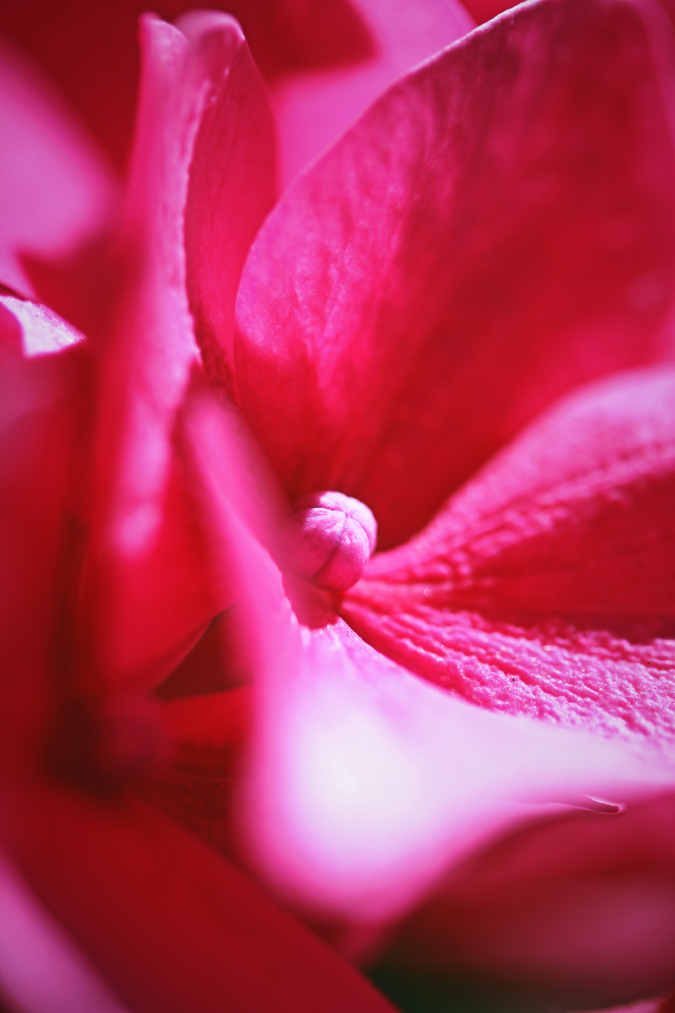 Blush of Nature I
