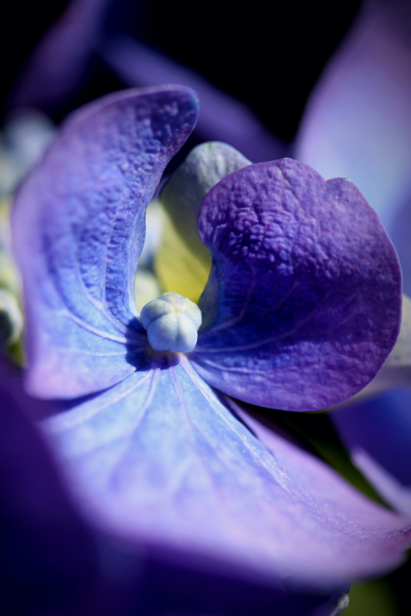 Violet Mist And Petal Rouge