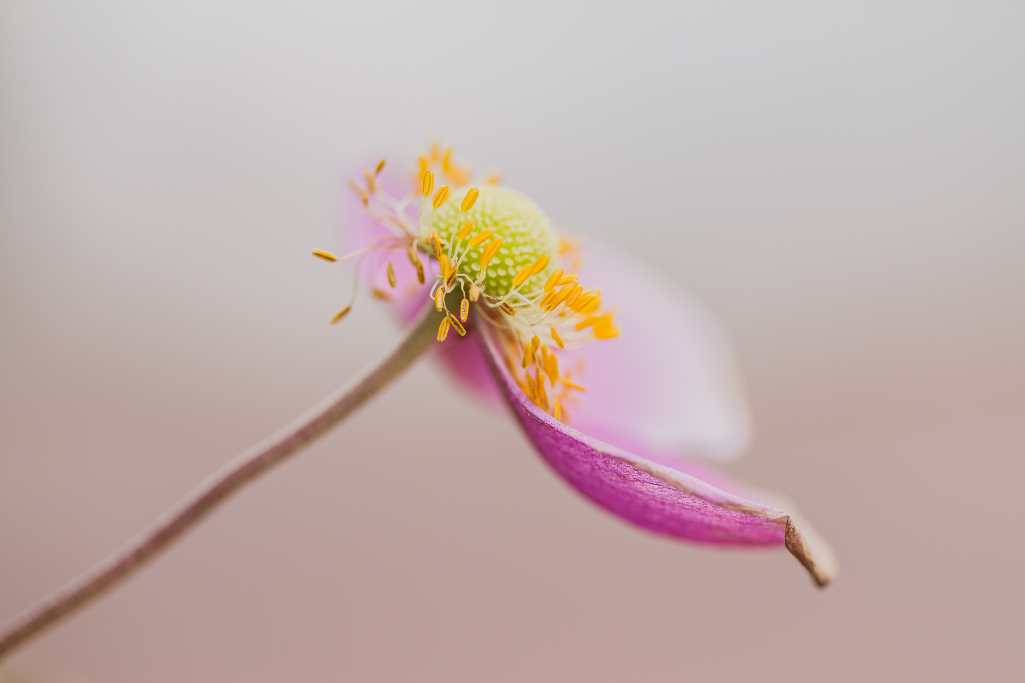 Pastel Radiance