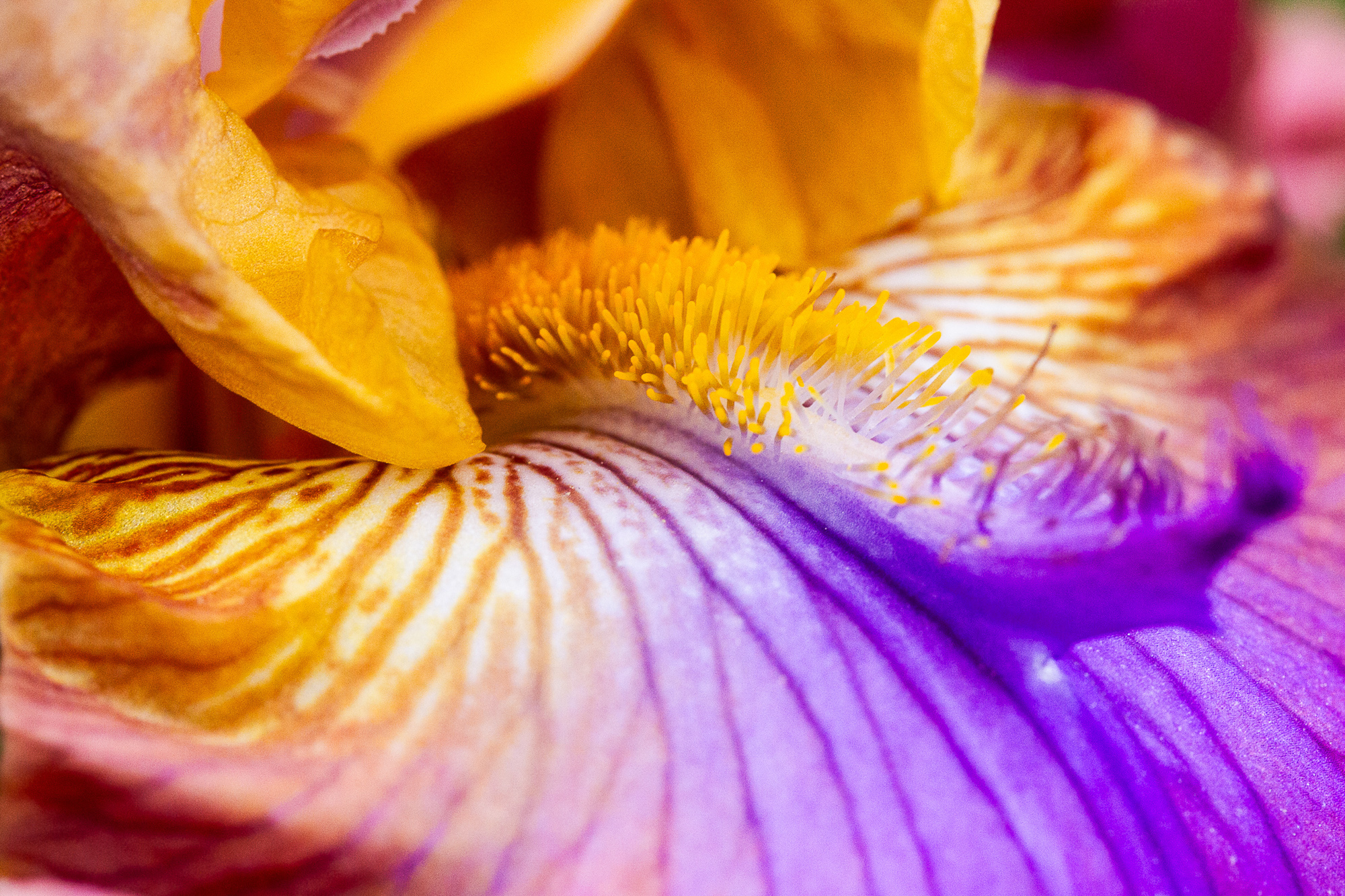 A Colourful Compliment