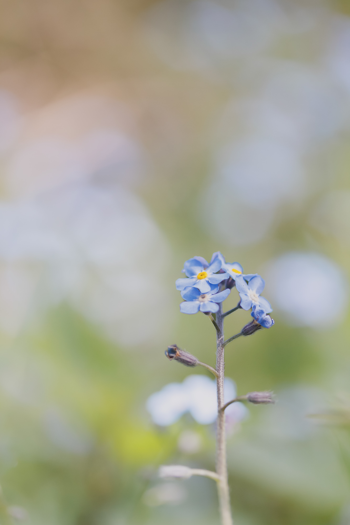The Bloom That Time Forgot