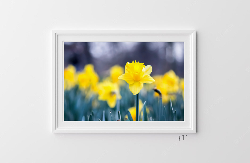 Daffy Daydreams