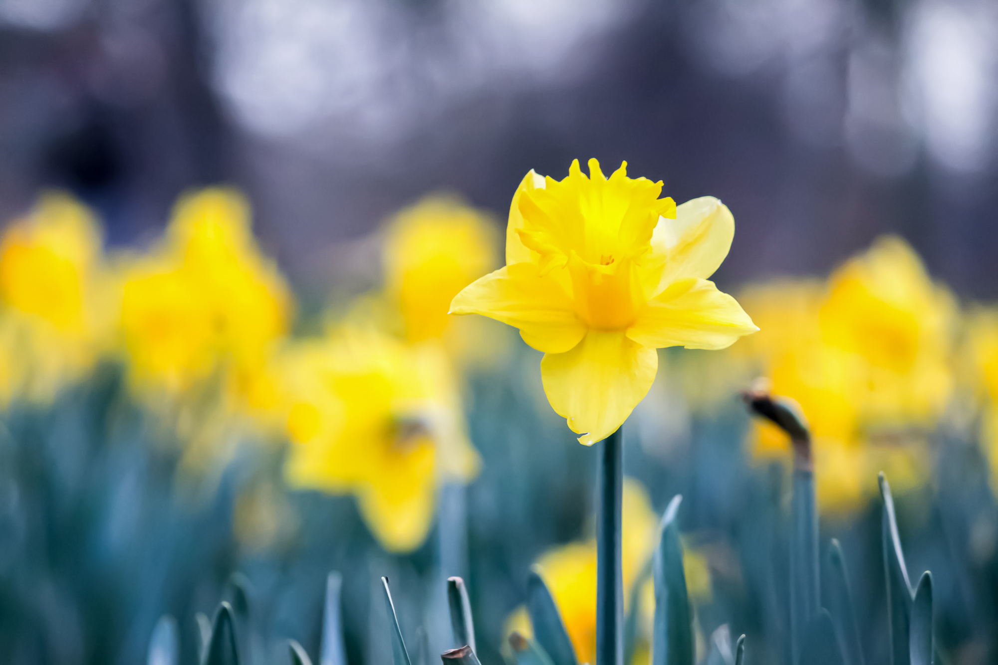 Daffy Daydreams