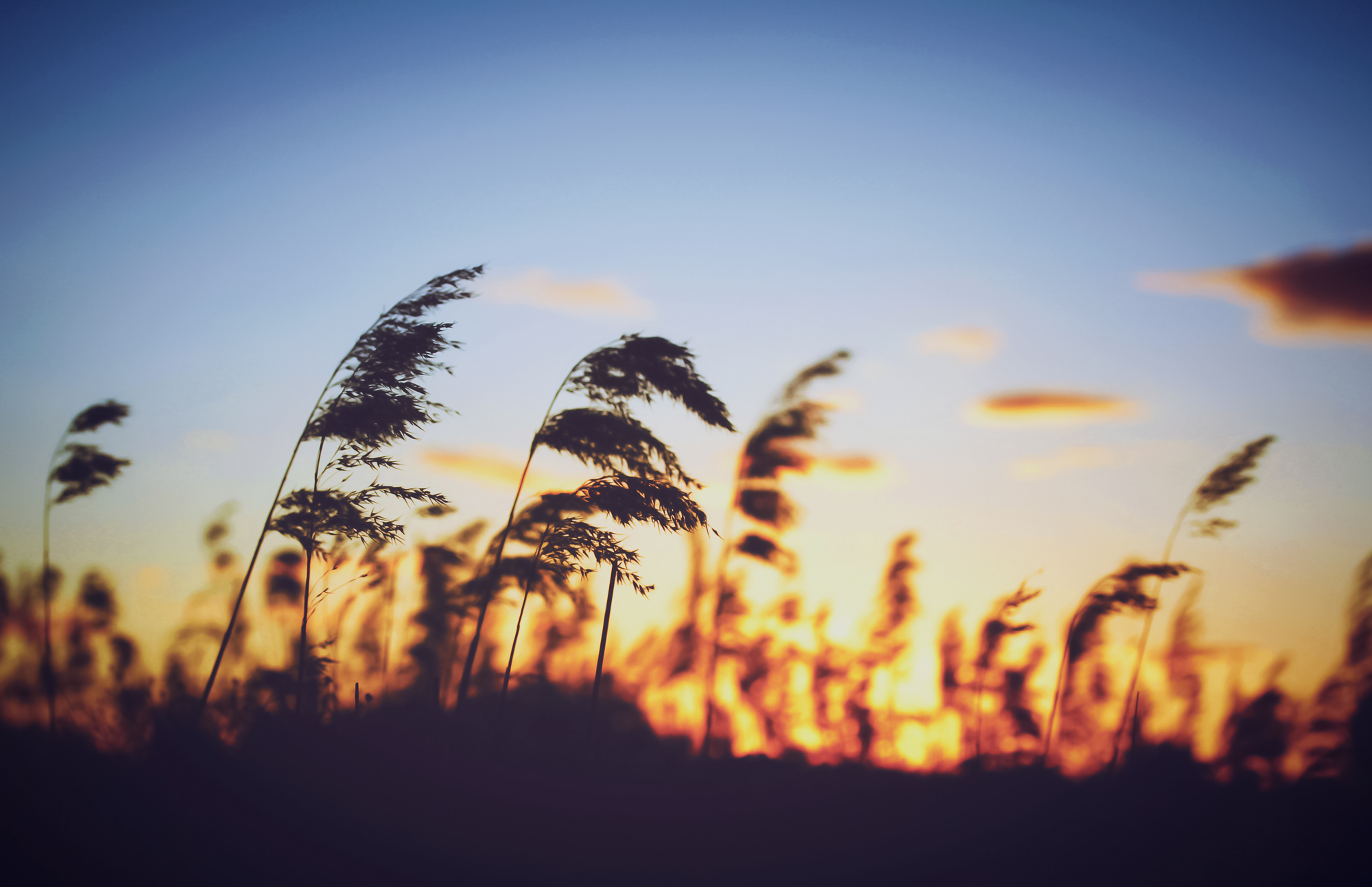 Solstice Reverie