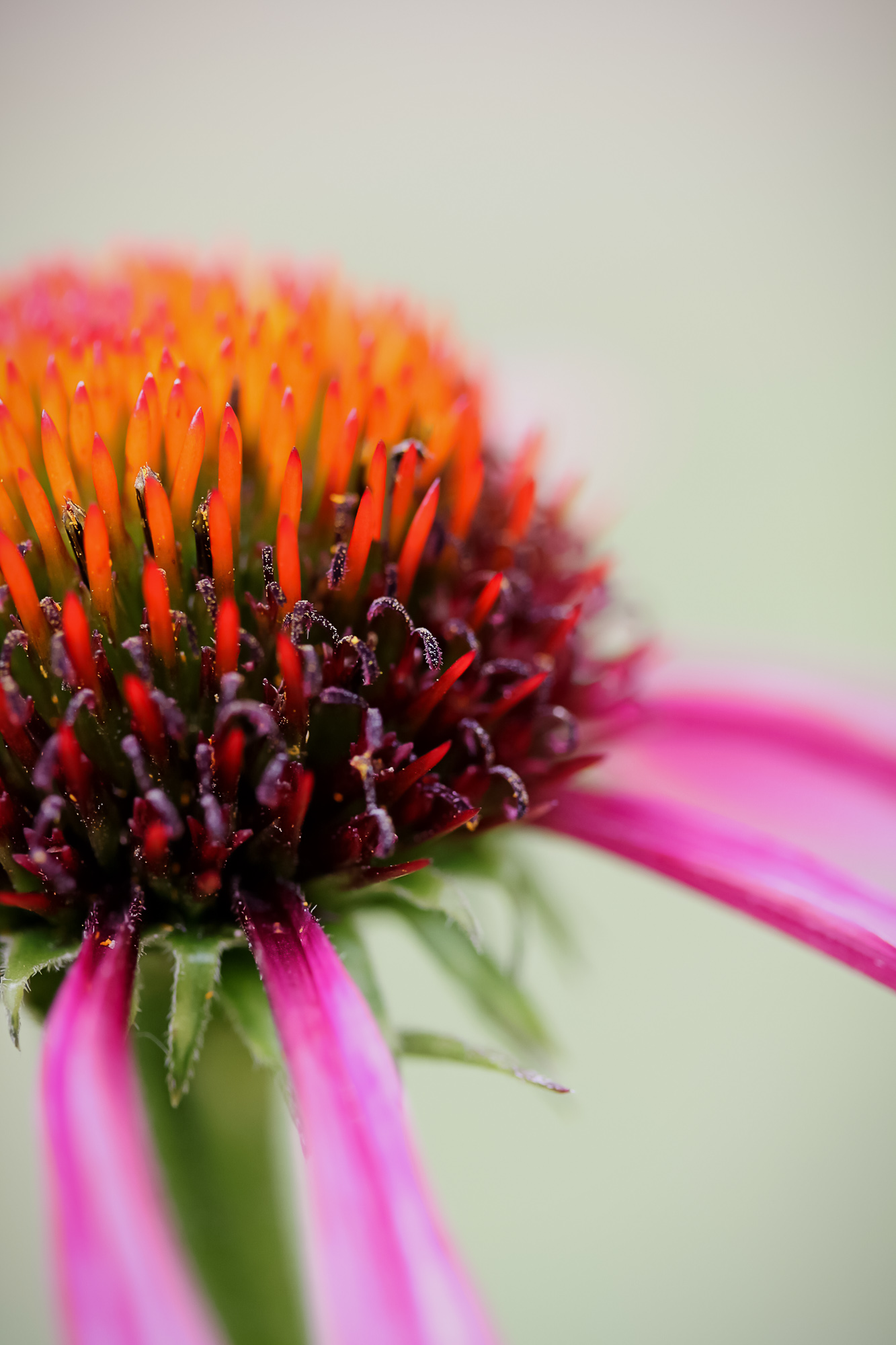 Nature's Mandala