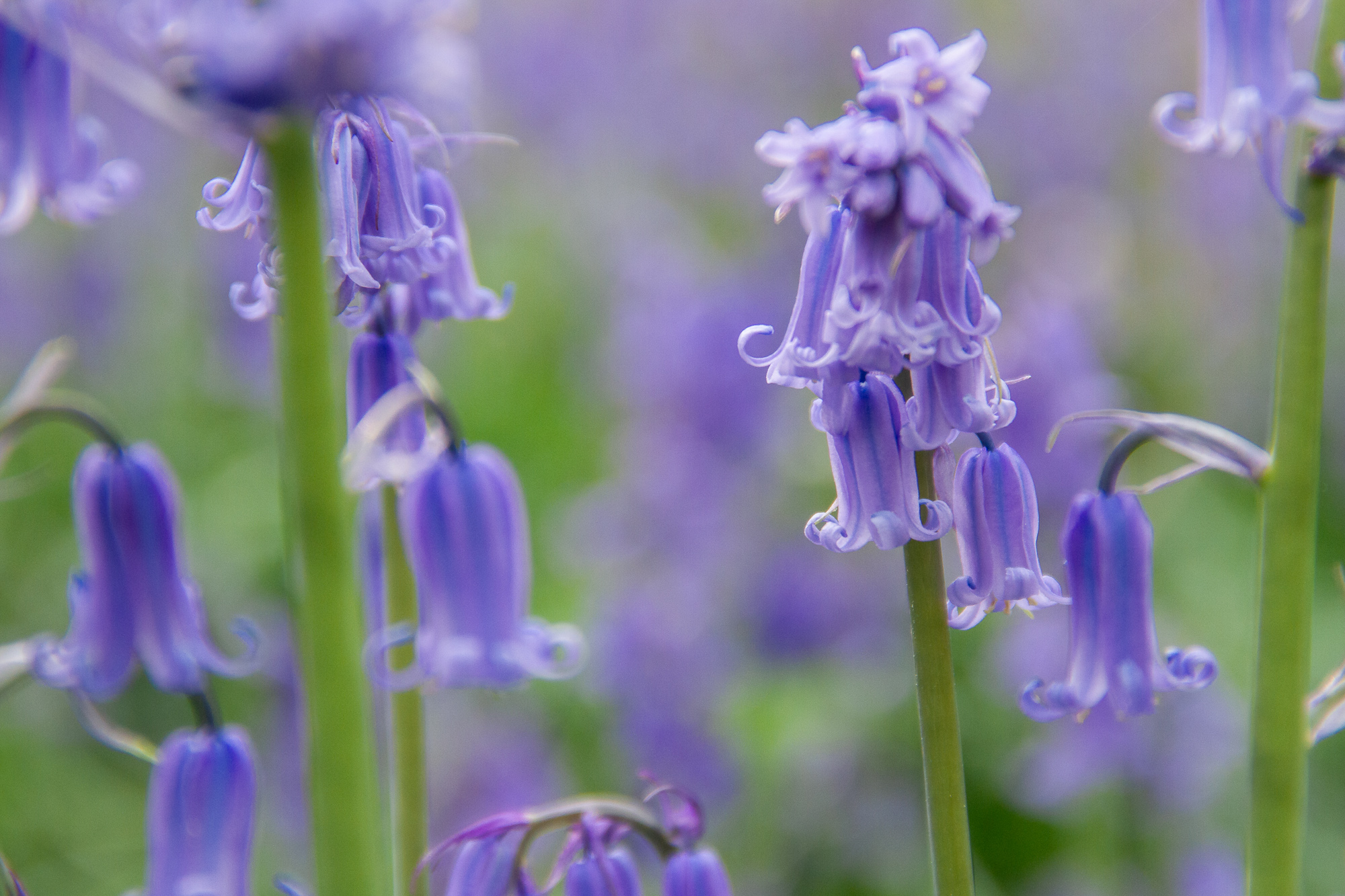 Spring's Blue Tapestry