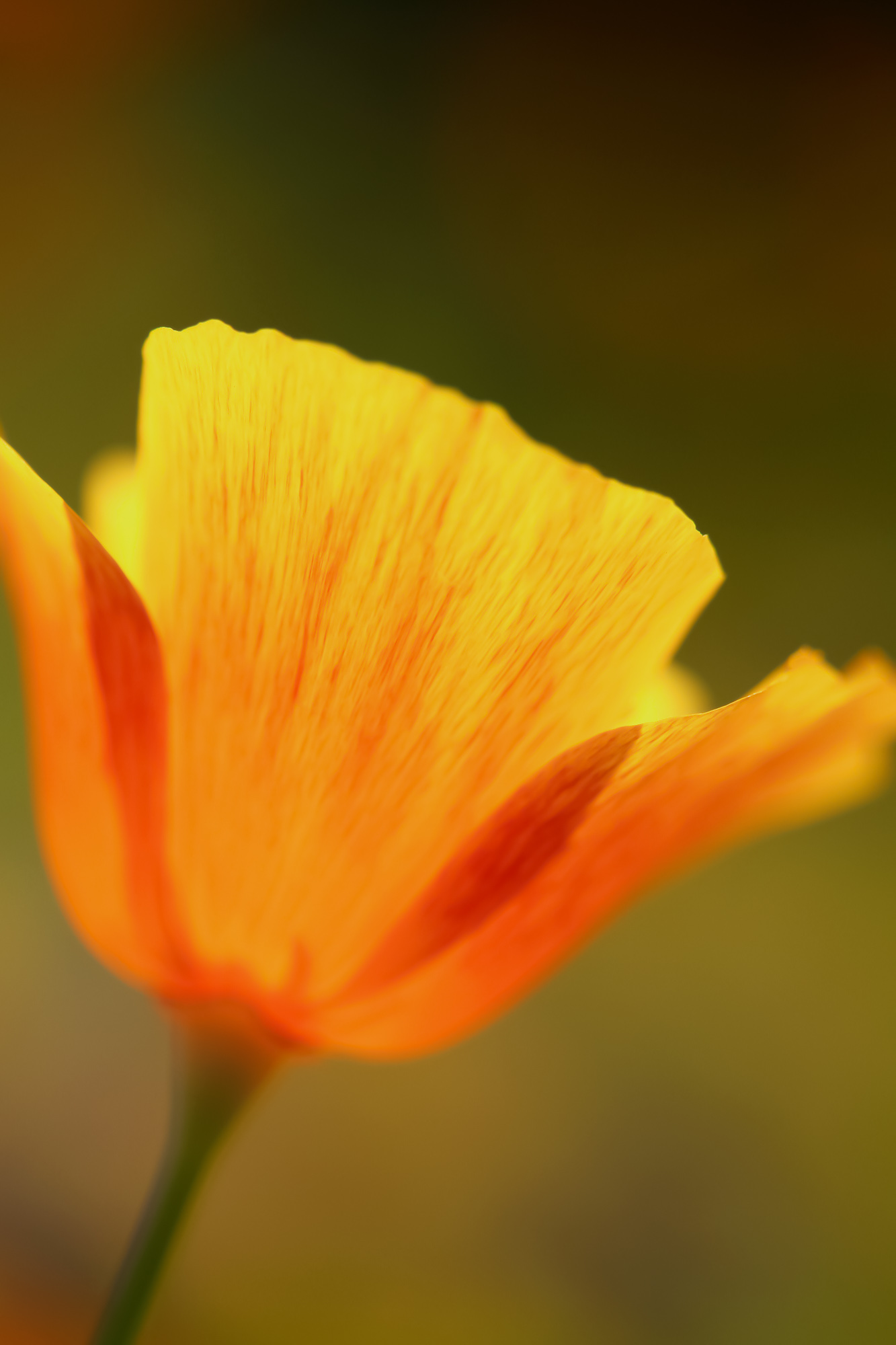 Whisper Of Warmth
