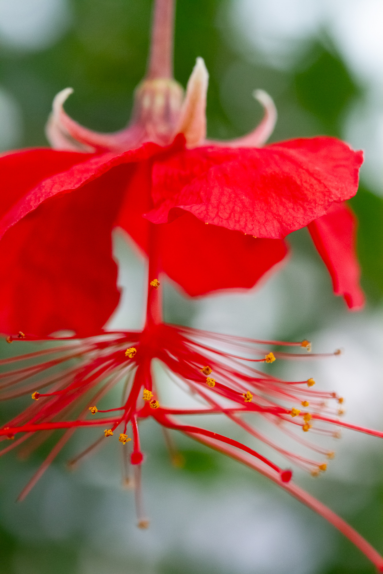Crimson Muse