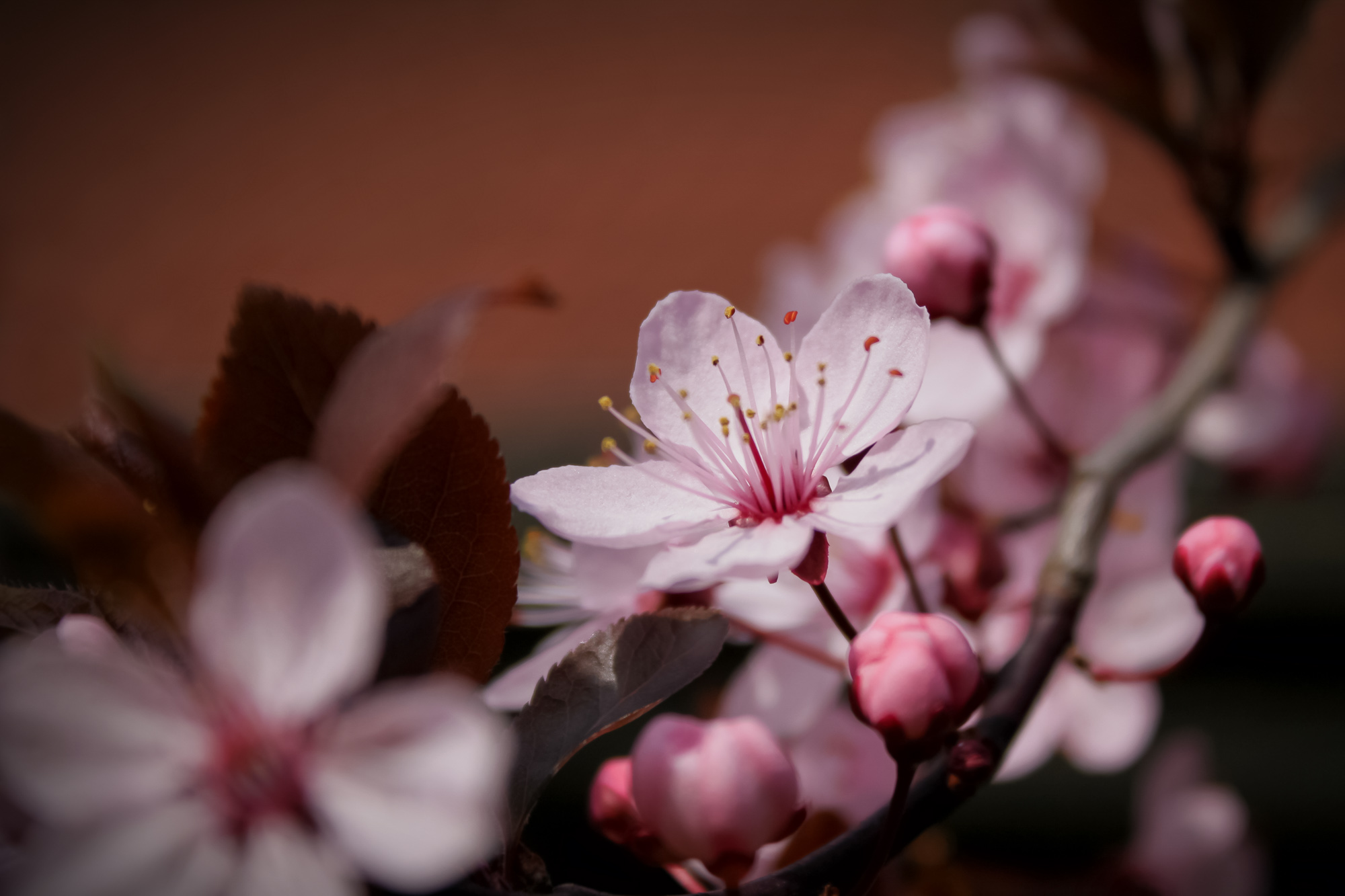 Cotton Candy Bloom