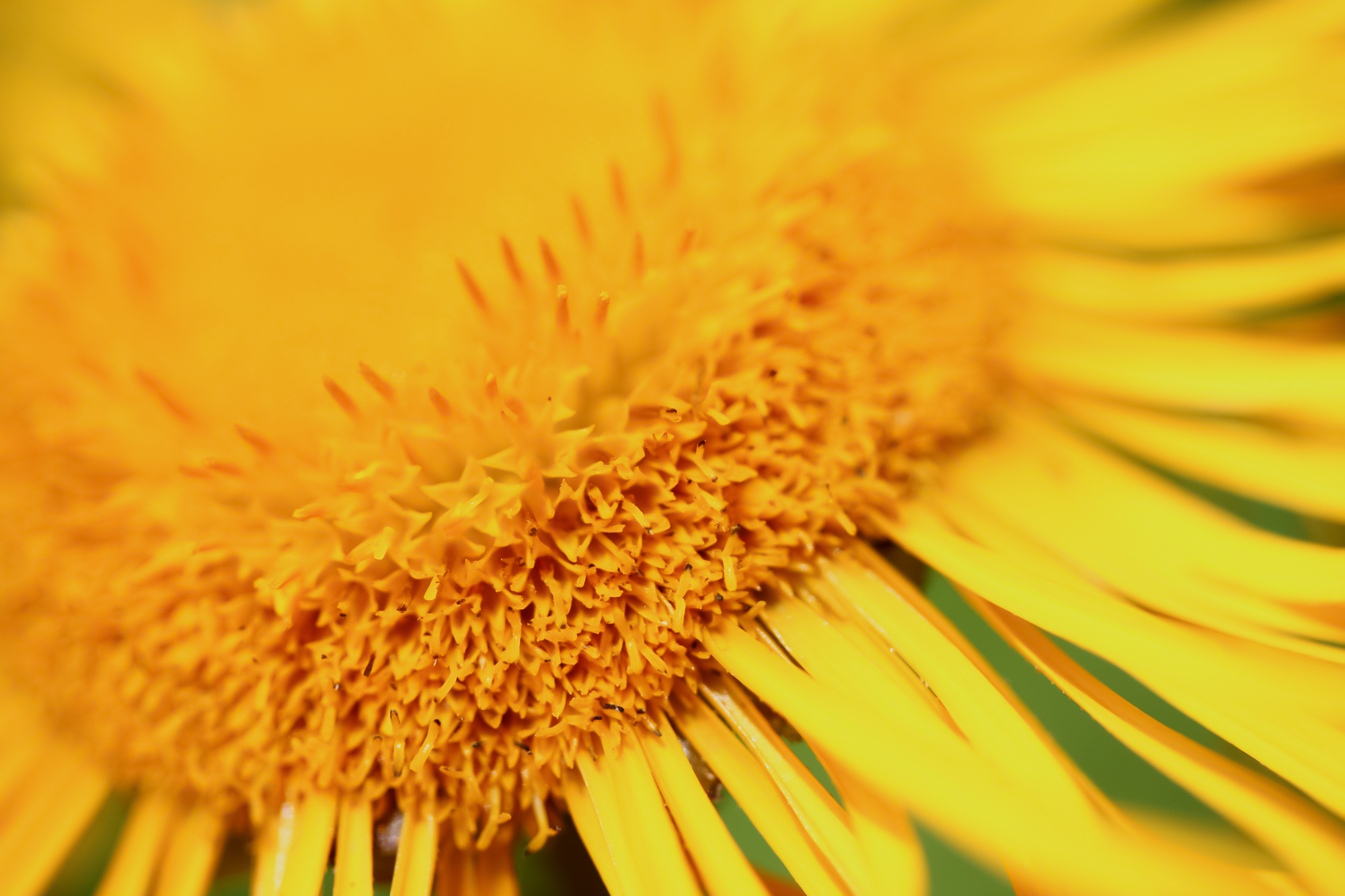 Radiance In Detail