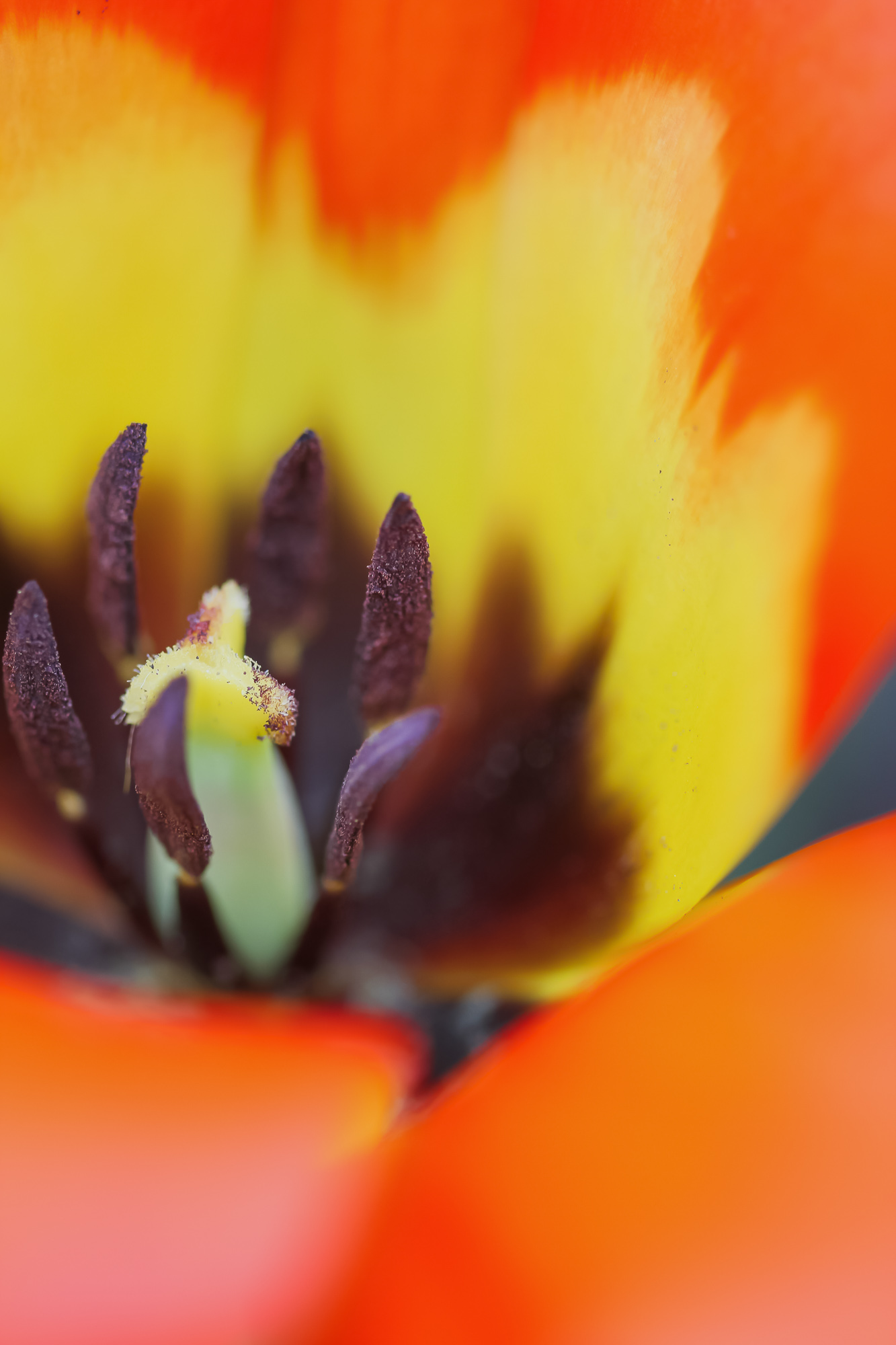 Flames Of Spring