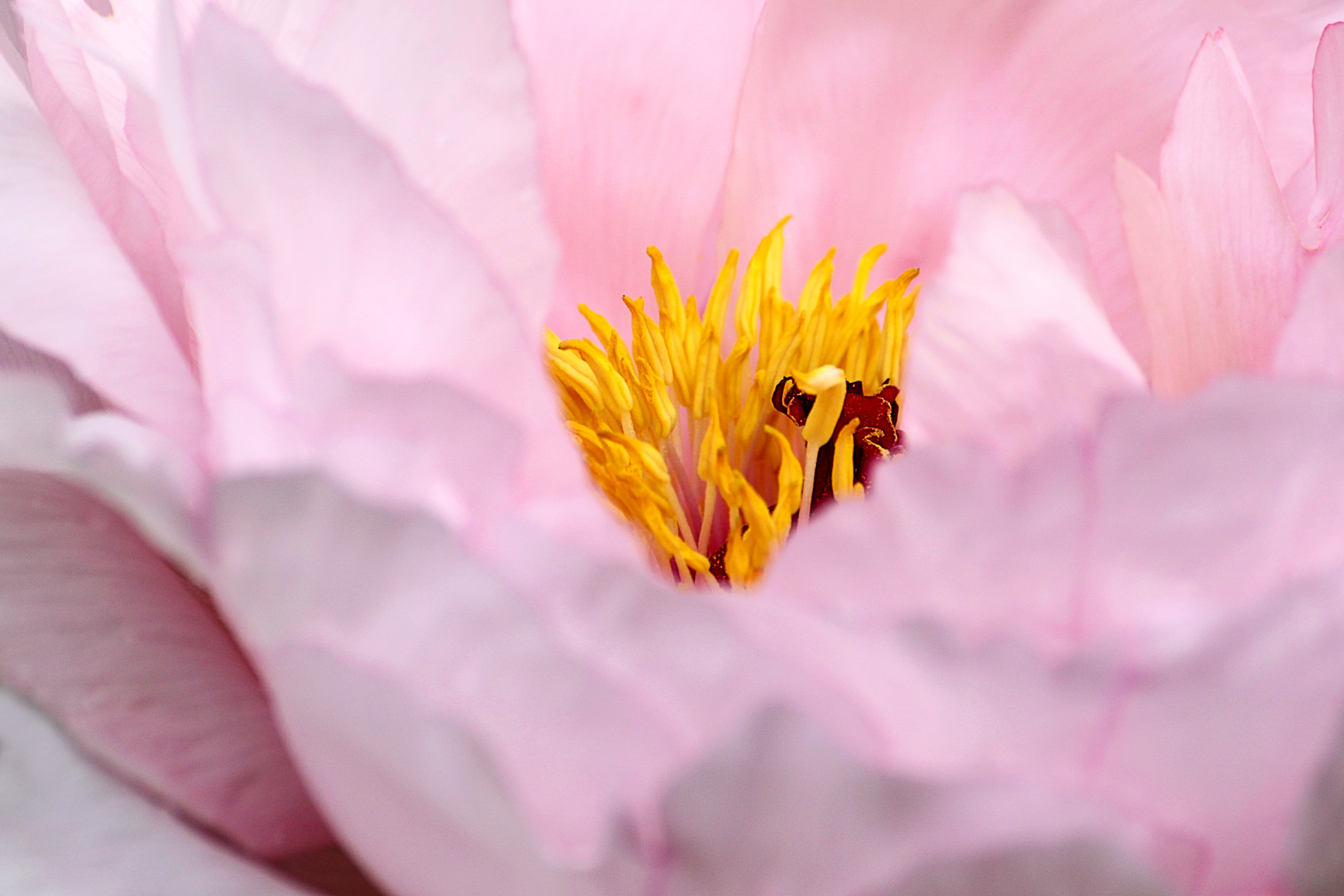 Pastel Drapes The Flame