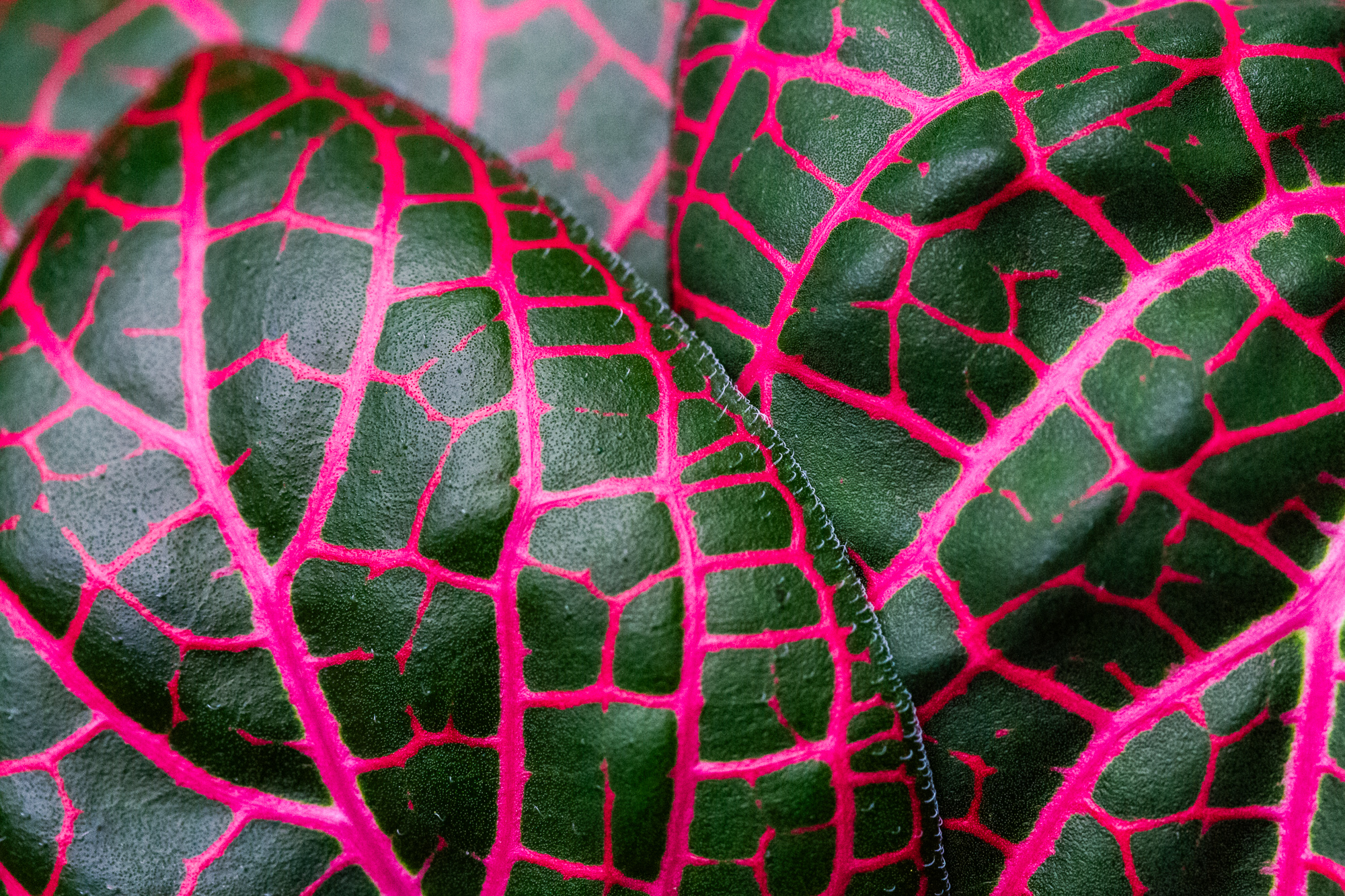 The Neon Pulse