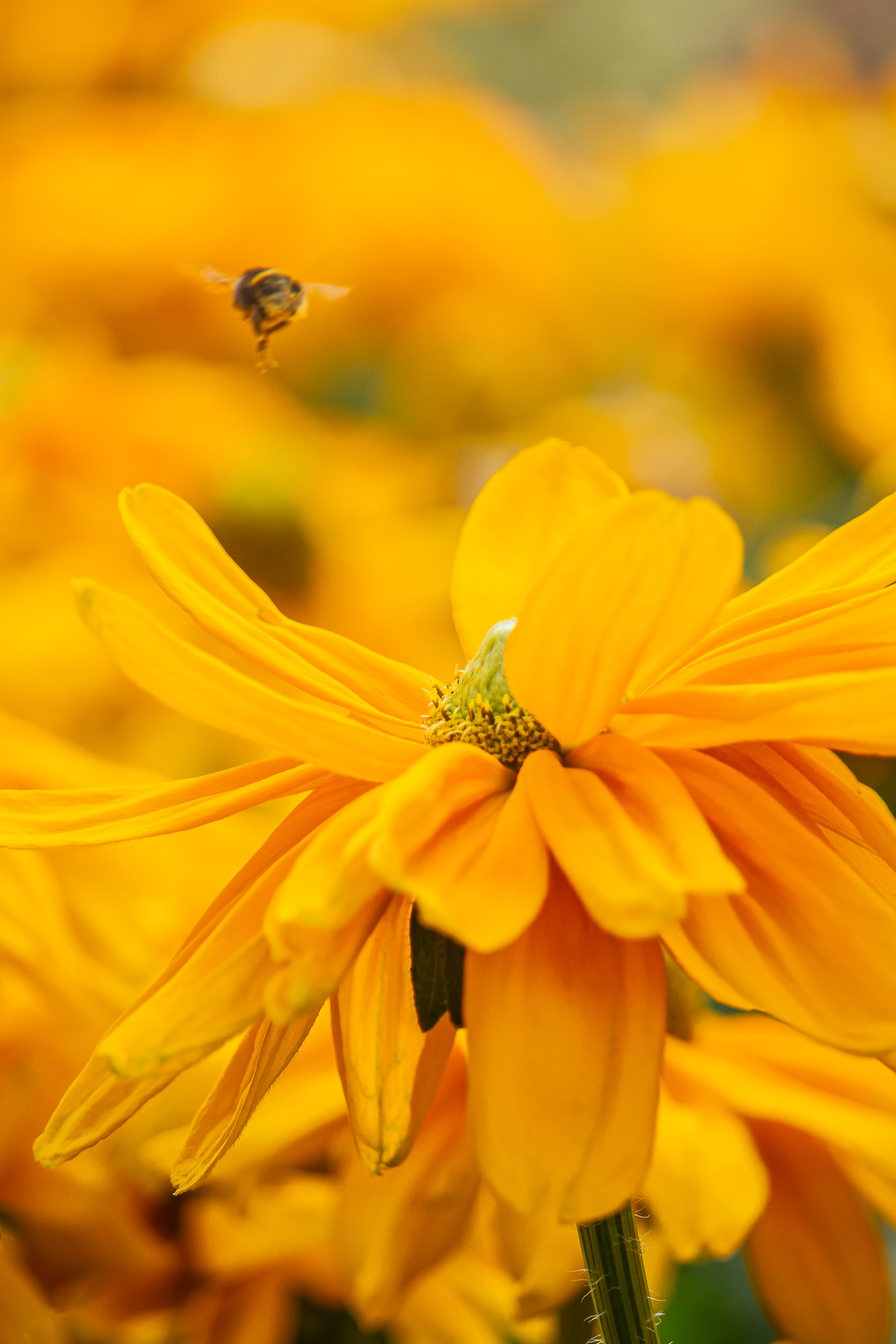 Mission Impollinable