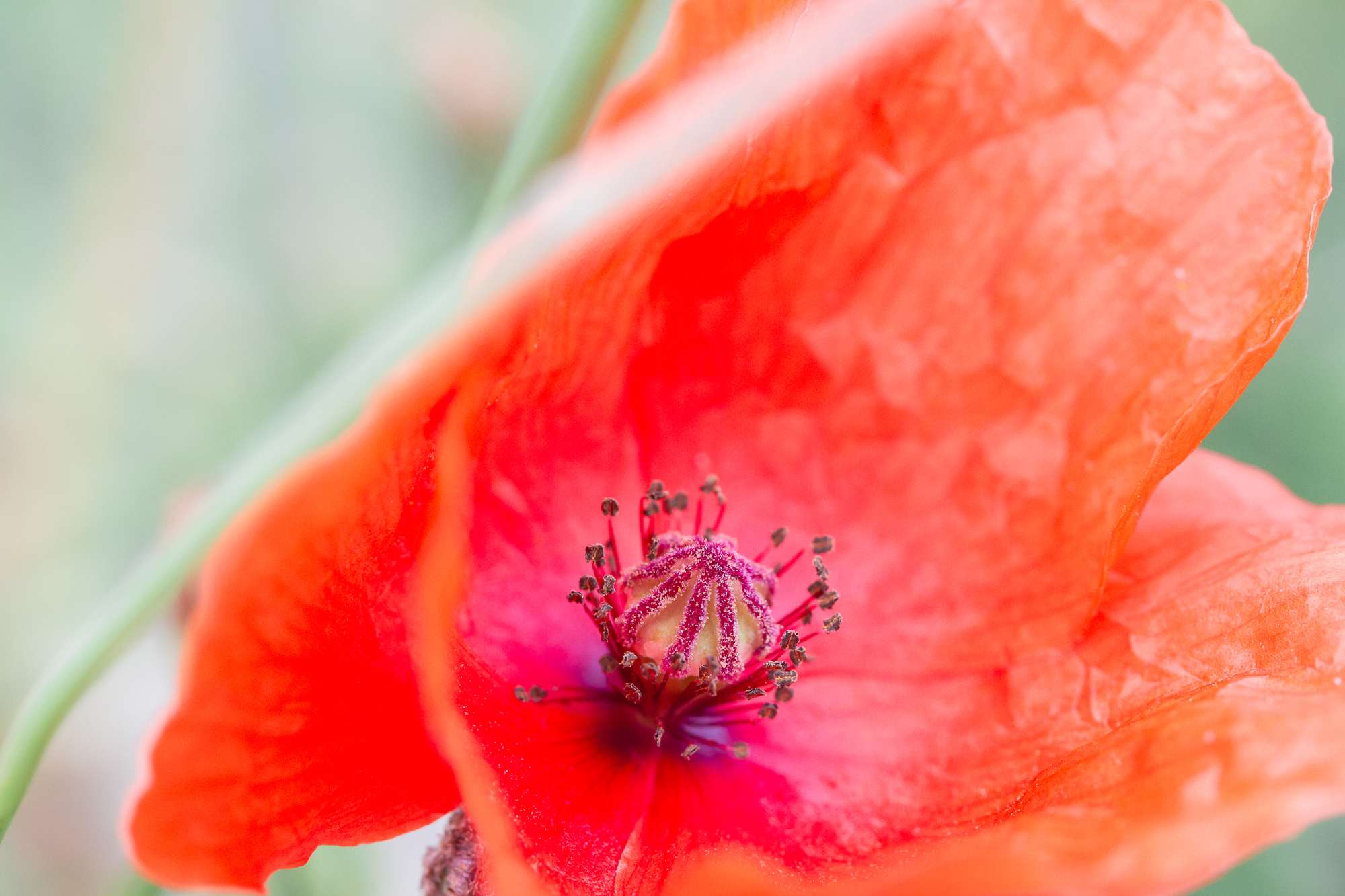 Petals Of Remembrance 