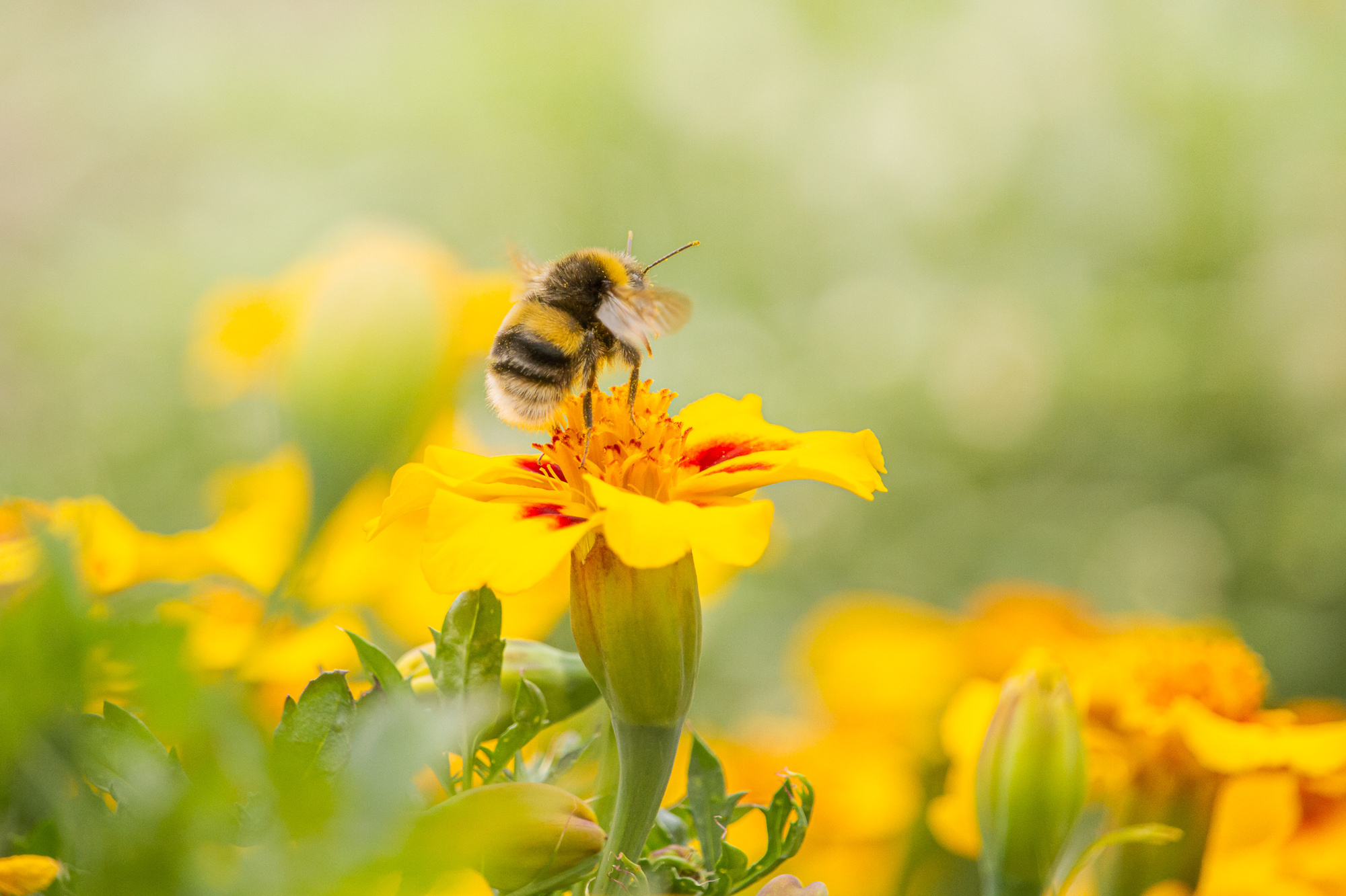 Buzzing Through The Breeze