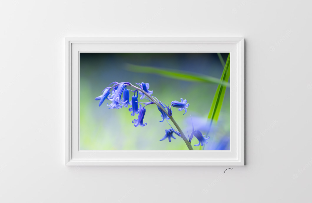 A Blush Of Blue