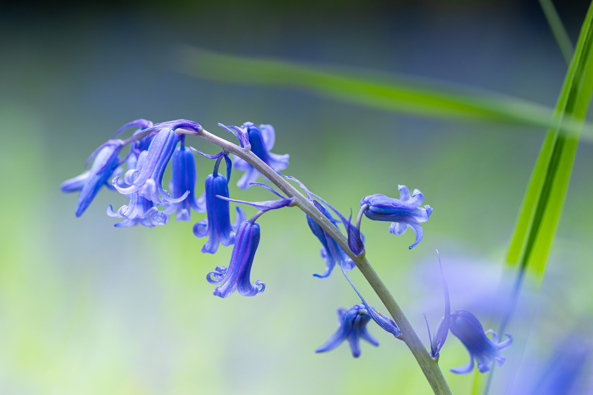 A Blush Of Blue