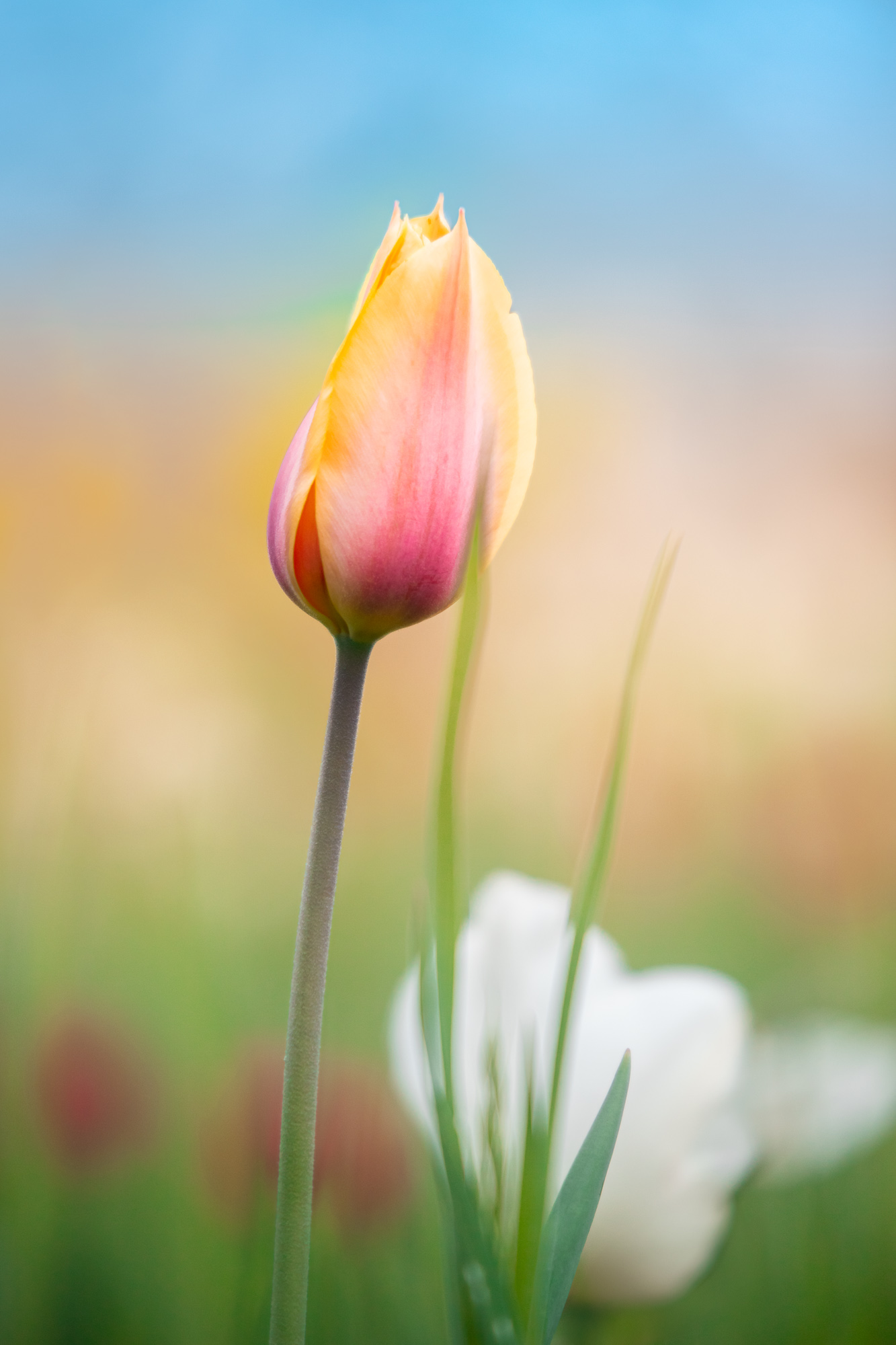 Gradient Of Grace