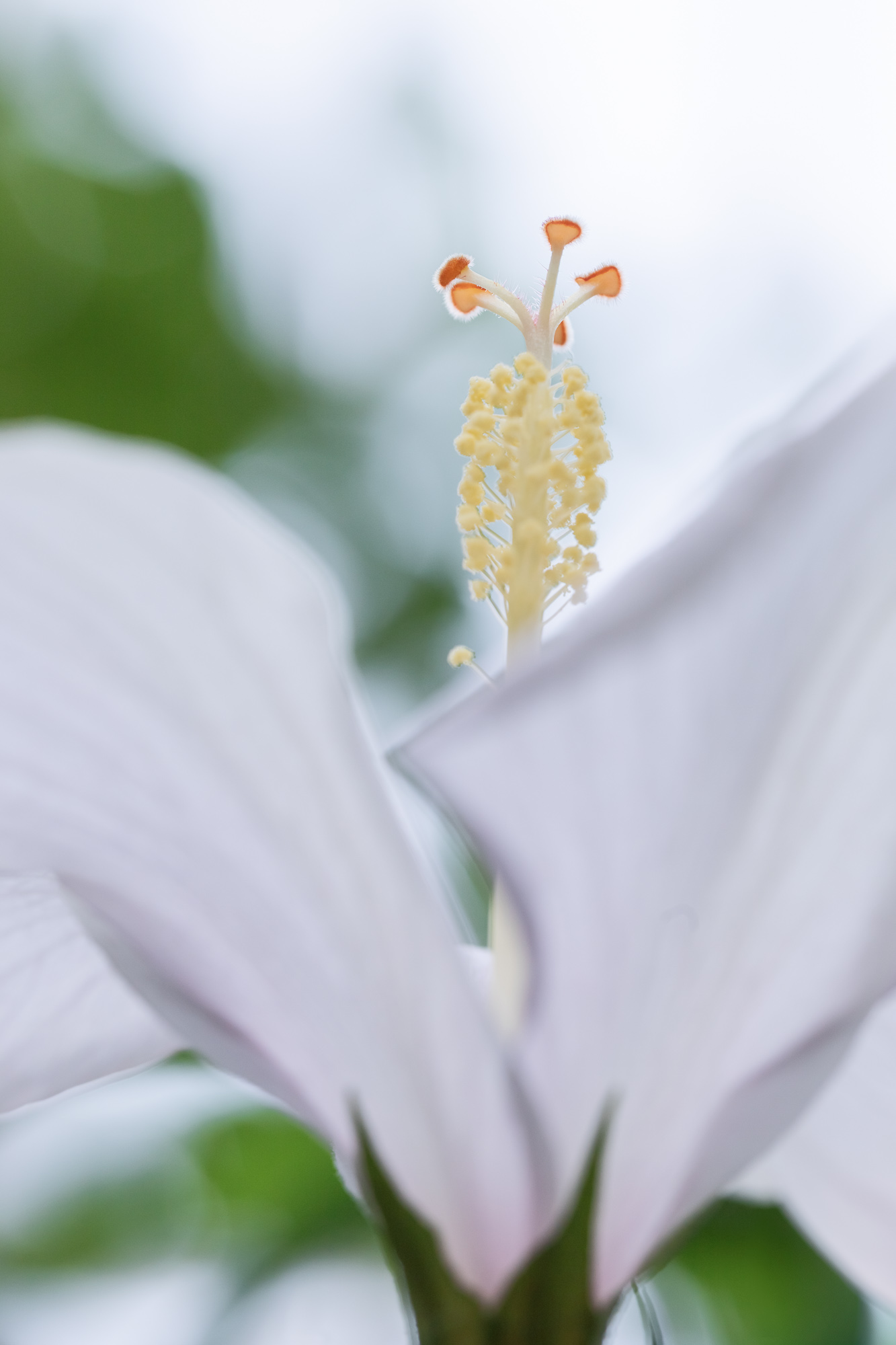 Nature's Porcelain
