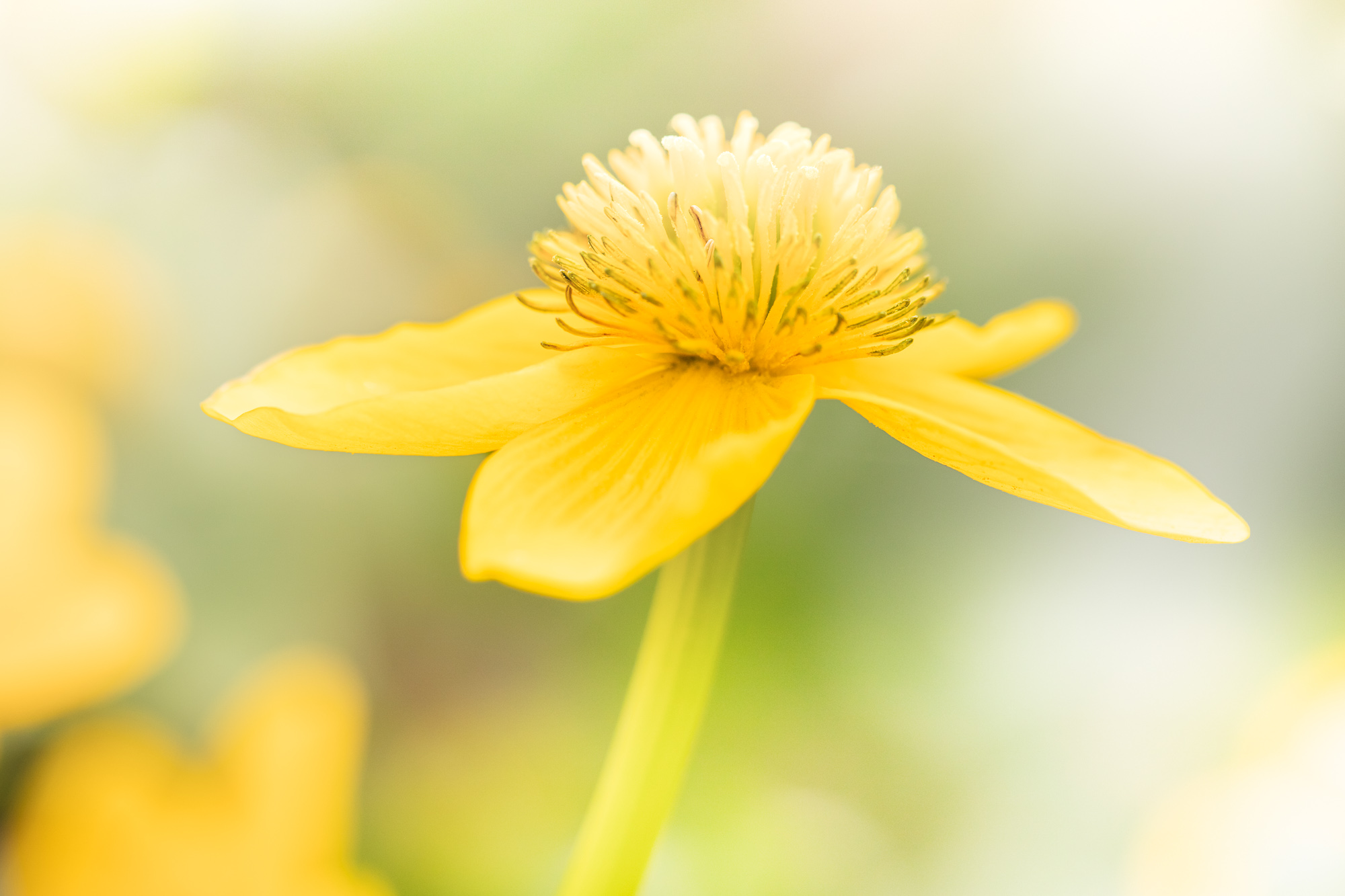 Floral Morphology No. 1