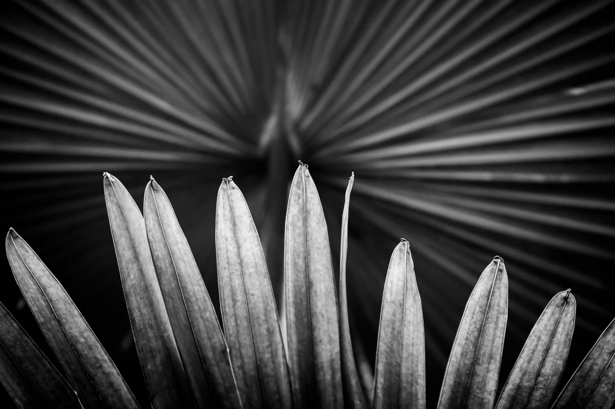 Shades Of The Tropics