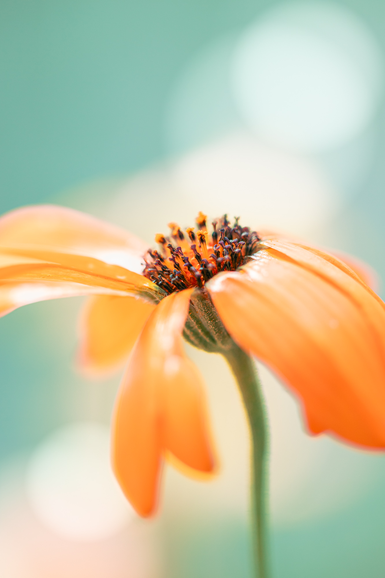 Edge Of Bloom