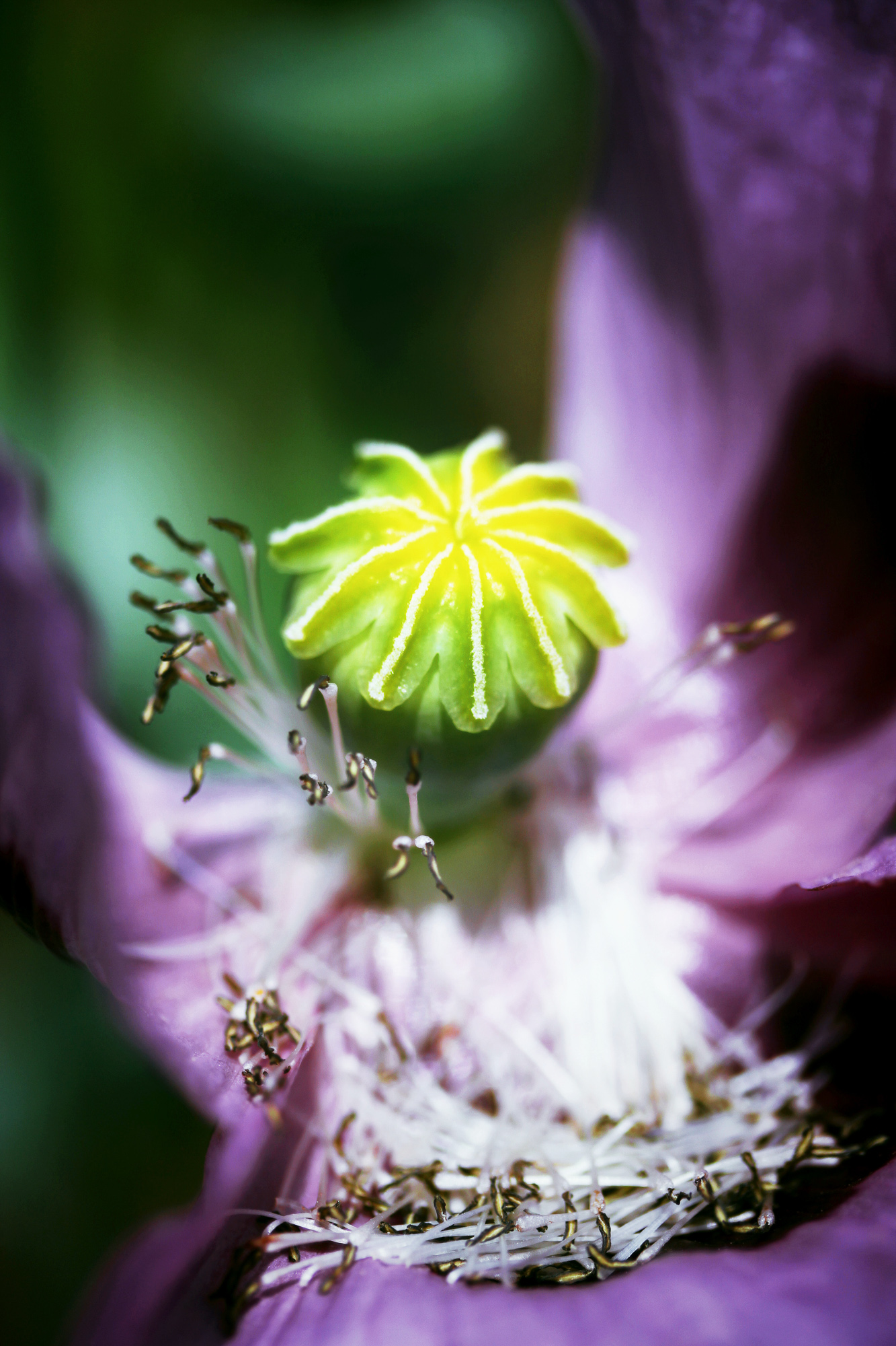 Amethyst Whimsy
