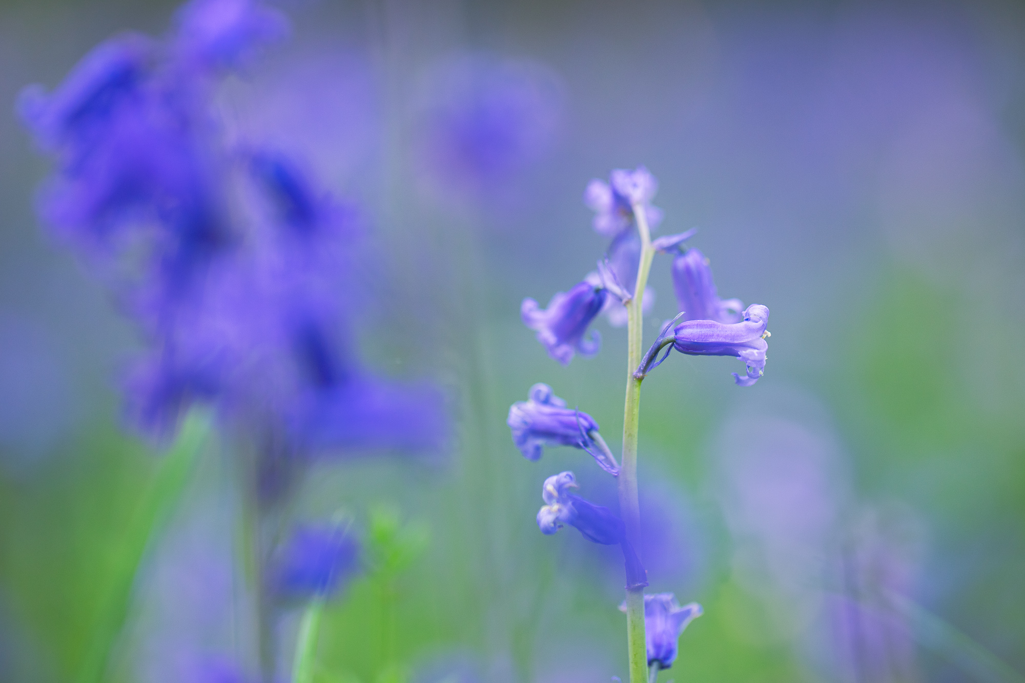 Serenity Unfolding